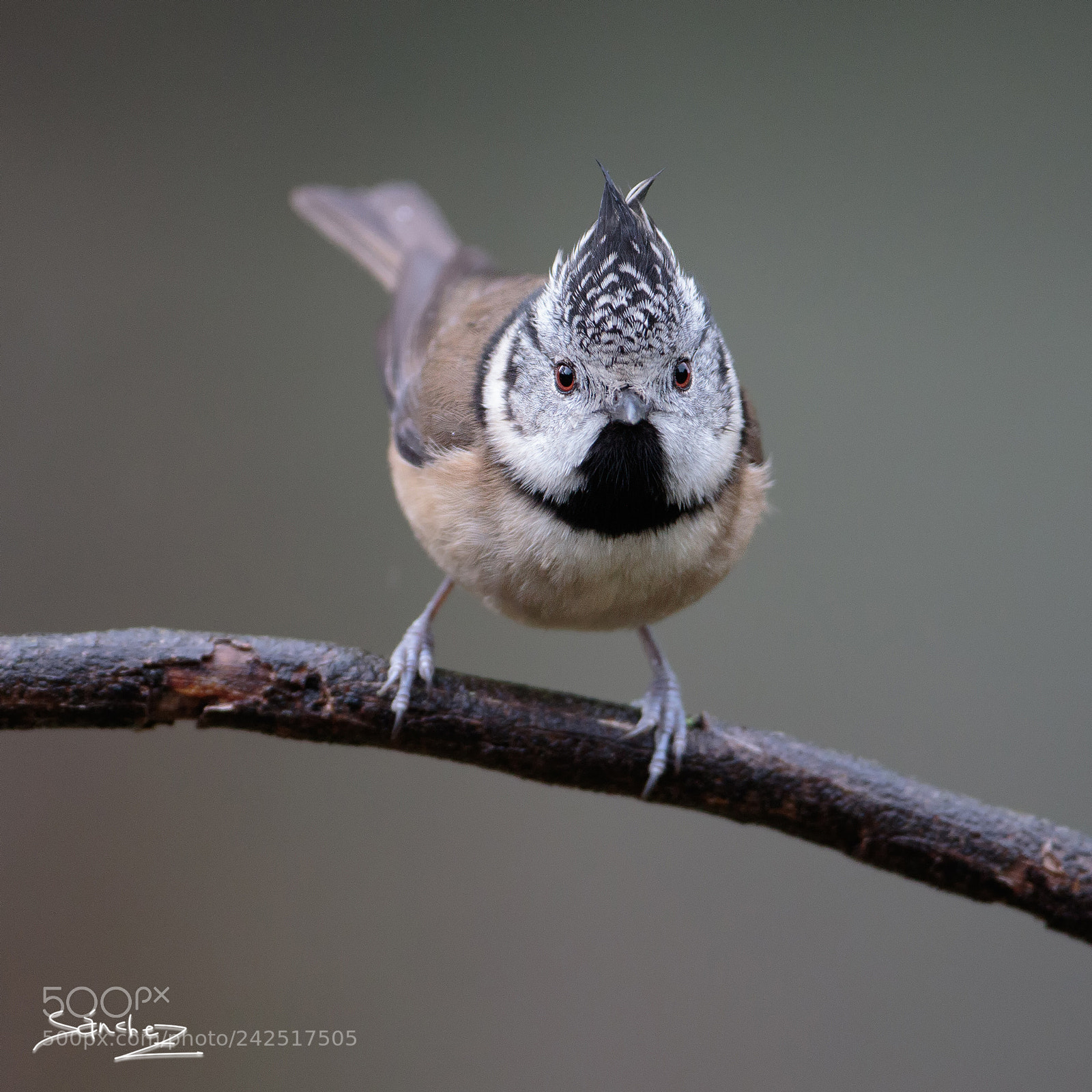 Canon EOS 7D Mark II sample photo. Herrerilo capuchino photography