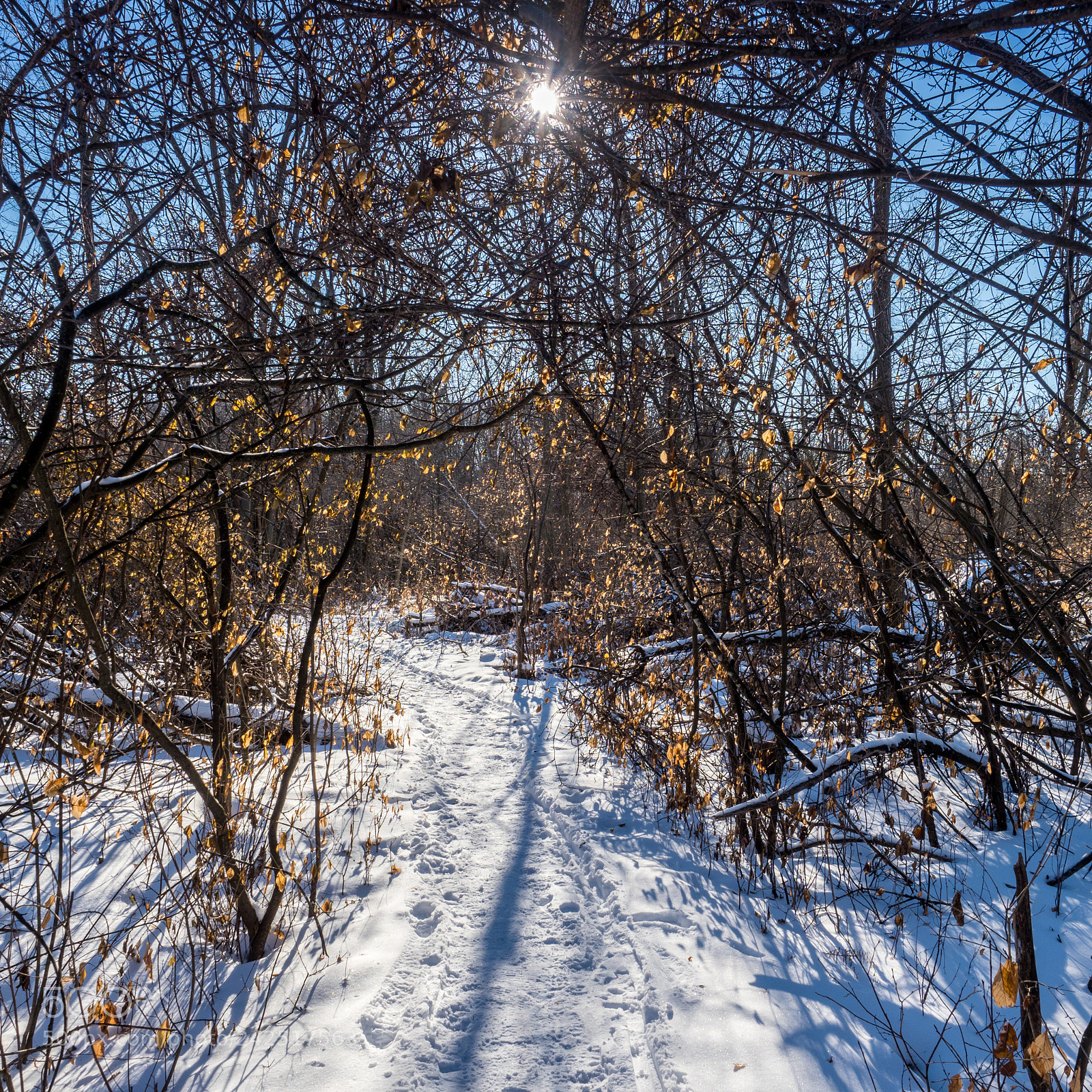 Olympus OM-D E-M1 Mark II sample photo. A winters trail jan photography