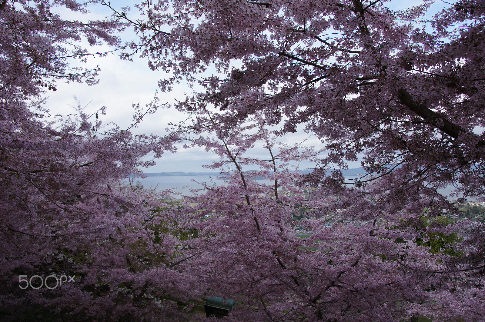 Sony DT 18-250mm F3.5-6.3 sample photo. Blossoms at rotorura new zealand photography