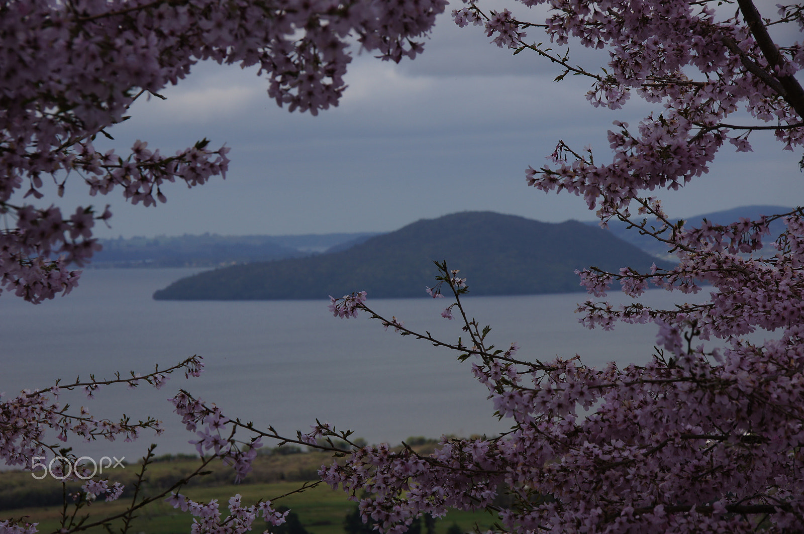 Sony SLT-A55 (SLT-A55V) sample photo. Lake framed with blossums, rotorua new zealand photography