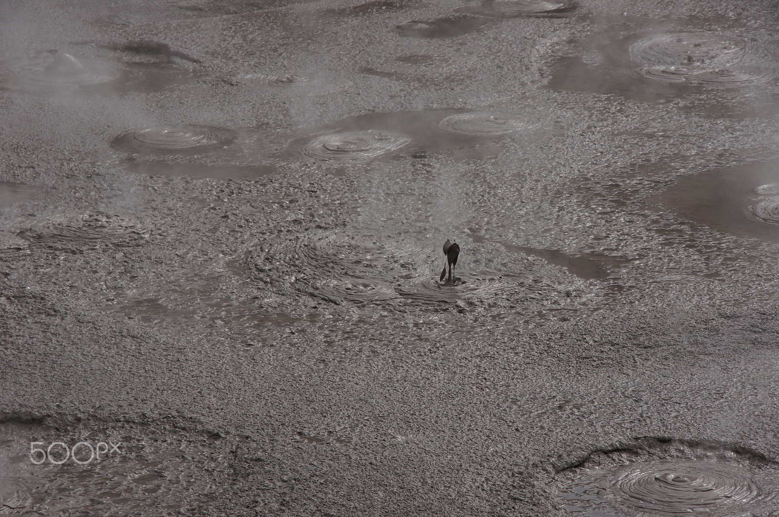 Sony DT 18-250mm F3.5-6.3 sample photo. Thermal mud pool, rotorua new zealand photography
