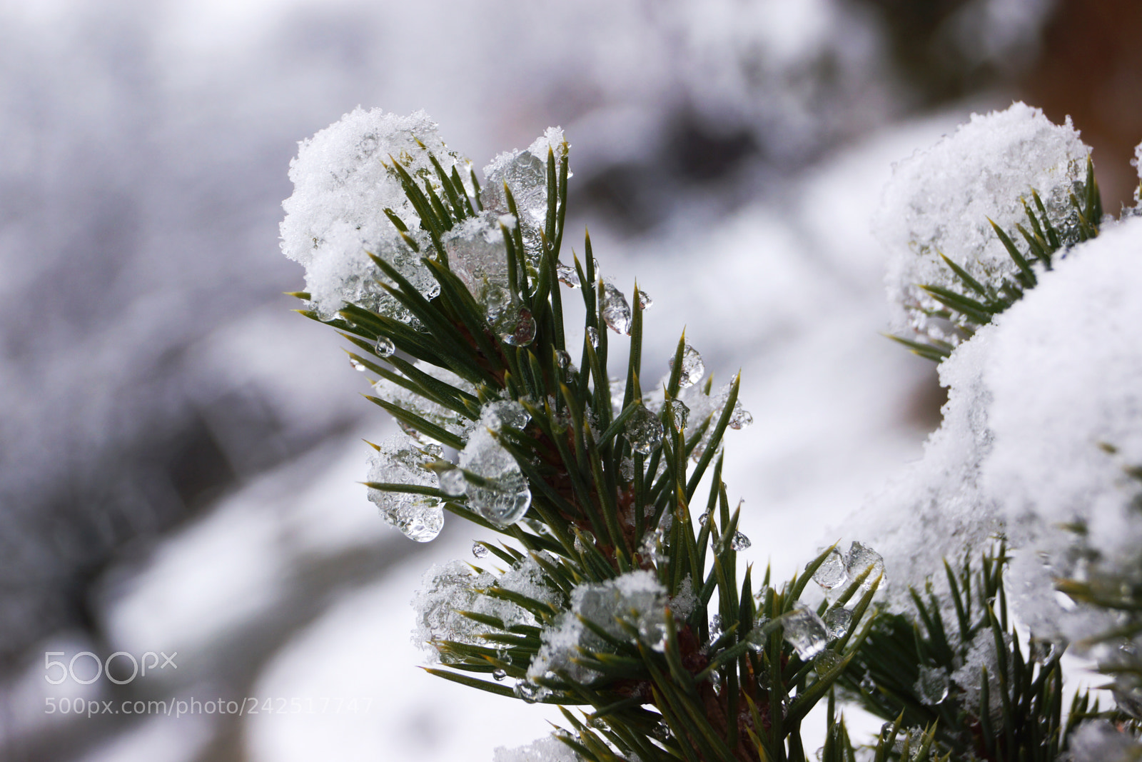 Sony SLT-A65 (SLT-A65V) sample photo. Winter photography