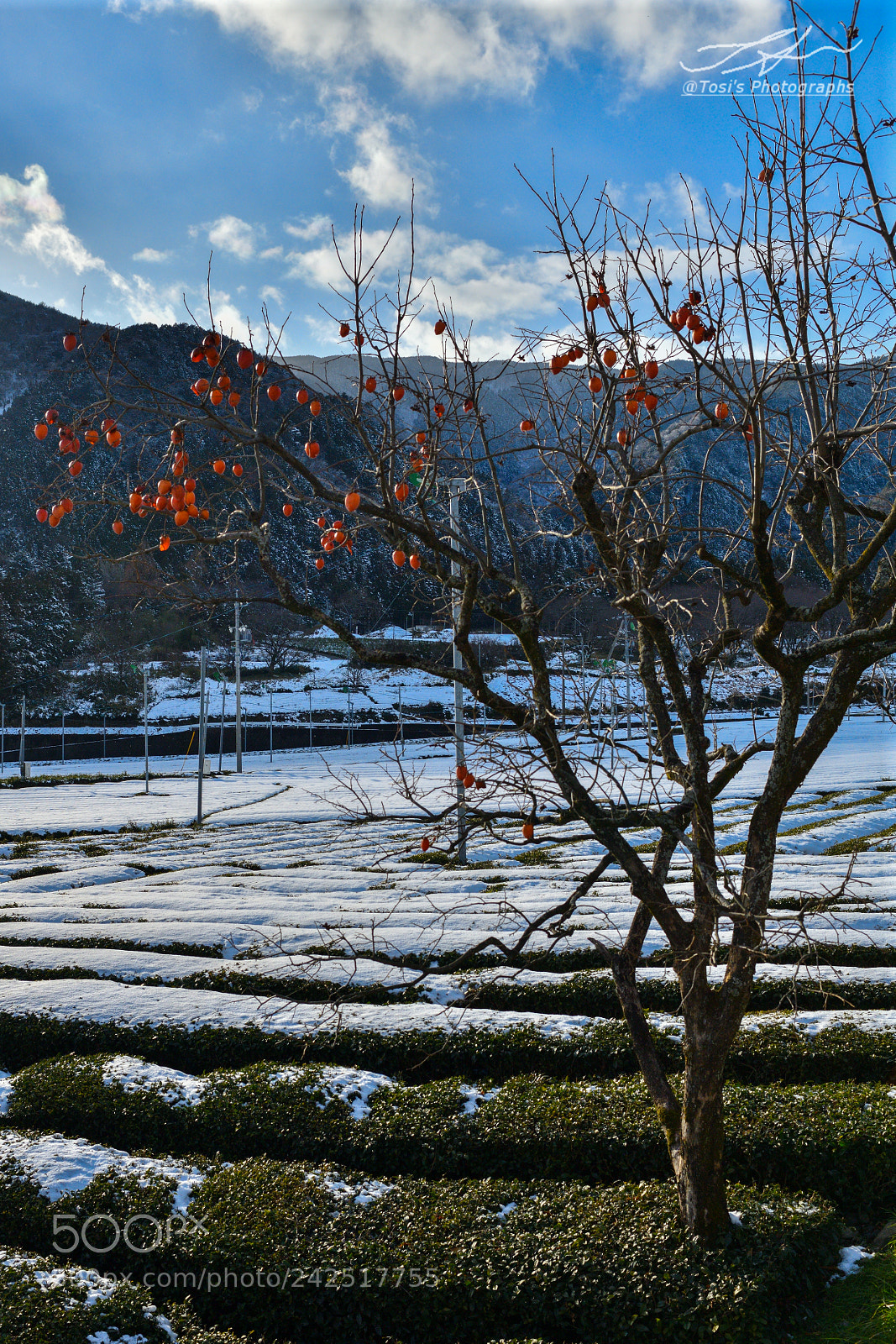 Nikon D850 sample photo. 寒の休み photography