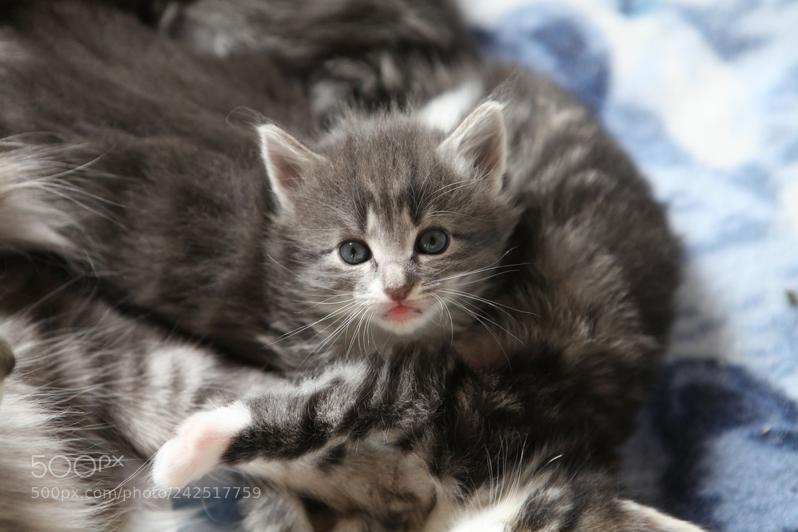 Canon EF 24-70mm F2.8L USM sample photo. Junger norweger kater photography