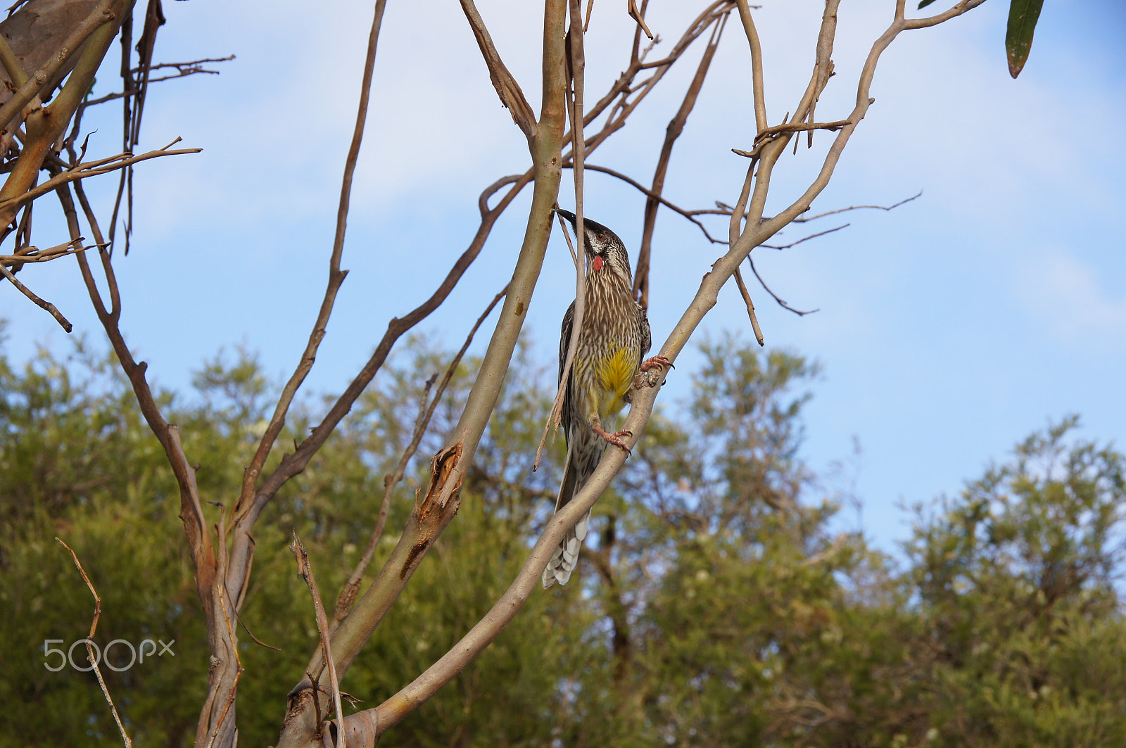 Sony DT 18-250mm F3.5-6.3 sample photo. Brown honeyeater photography
