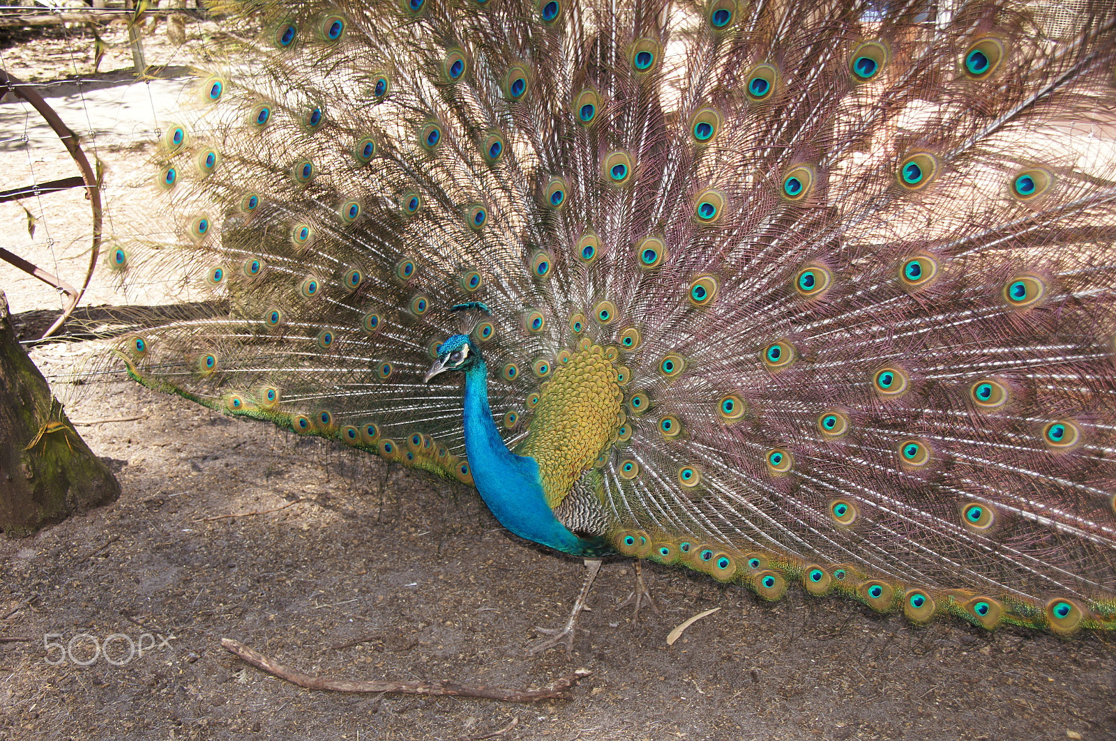 Sony DT 18-250mm F3.5-6.3 sample photo. Proud peacock photography