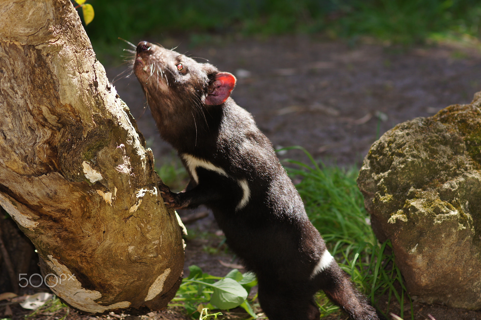 Sony SLT-A55 (SLT-A55V) + Sony 100mm F2.8 Macro sample photo. Tasmanian devil photography