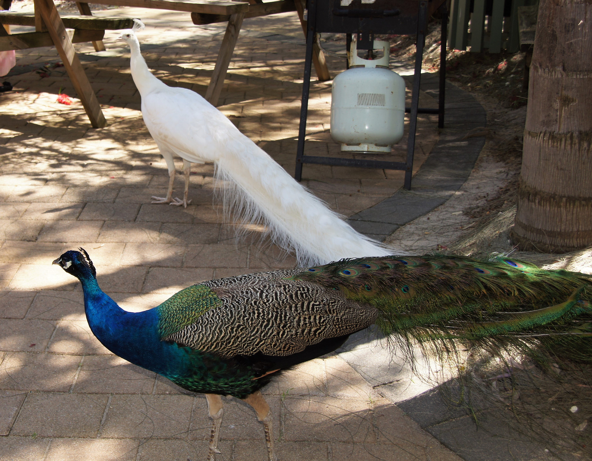 Sony DT 18-250mm F3.5-6.3 sample photo. Albino and coloured peacock photography