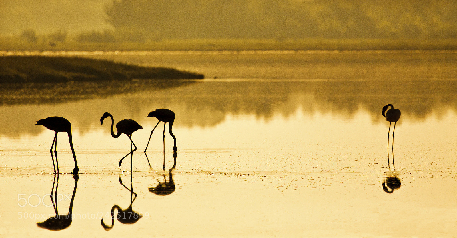 Canon EOS 5D sample photo. Flamingos ii photography
