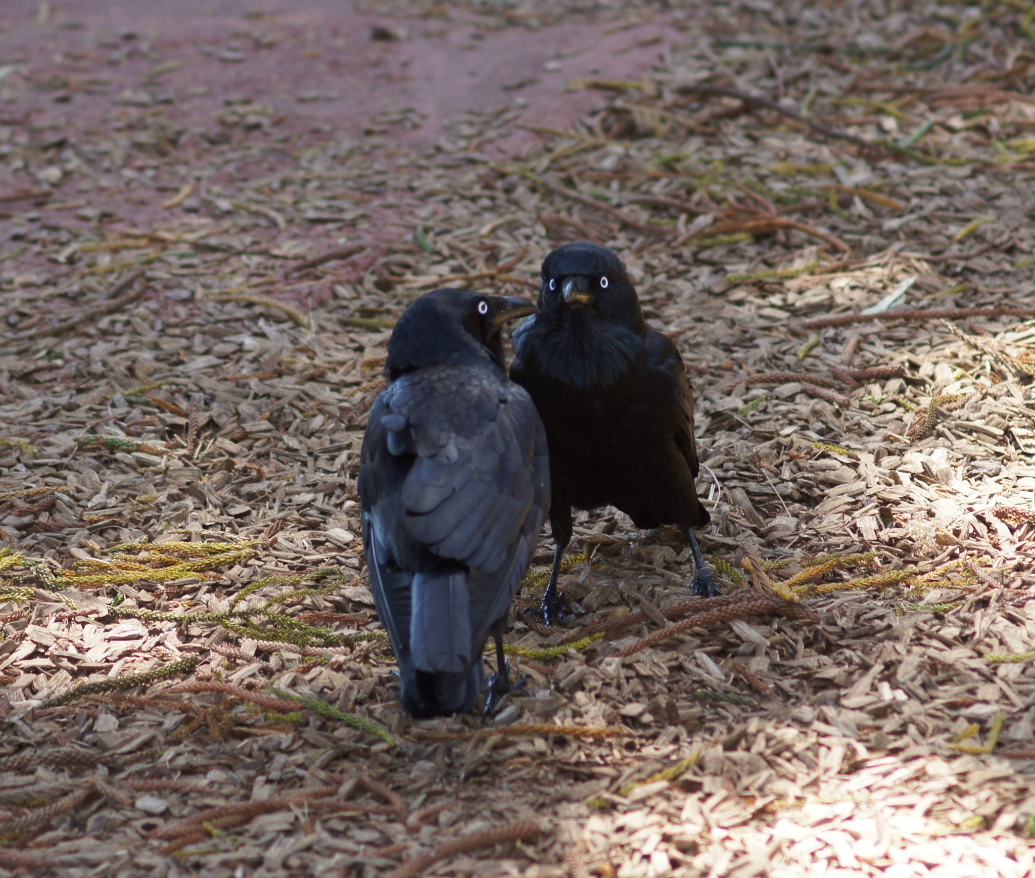 Sony SLT-A55 (SLT-A55V) + Sony 100mm F2.8 Macro sample photo. Crows photography