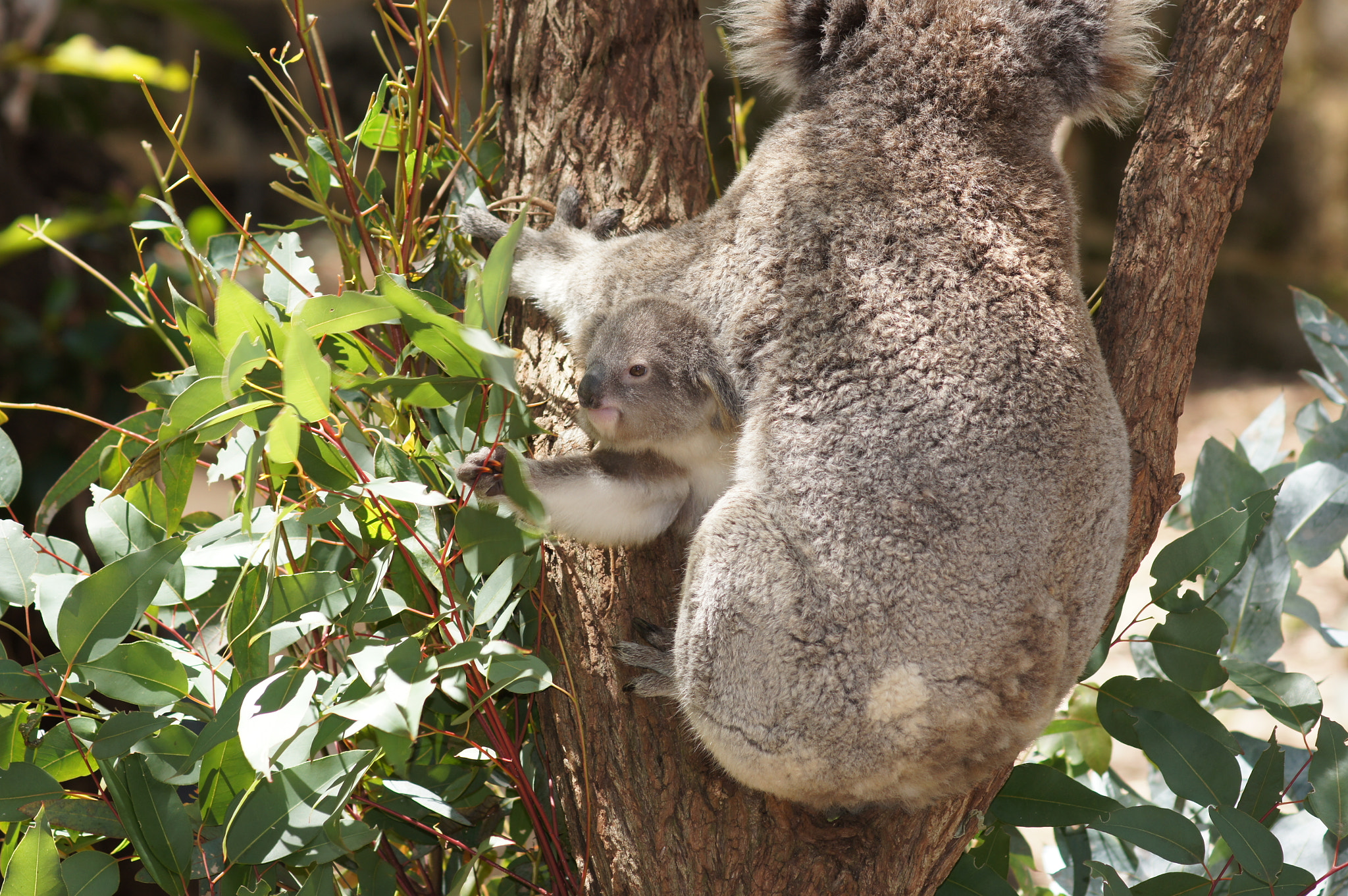 Sony SLT-A55 (SLT-A55V) + Sony 100mm F2.8 Macro sample photo. Koala's takeaway breakfast photography