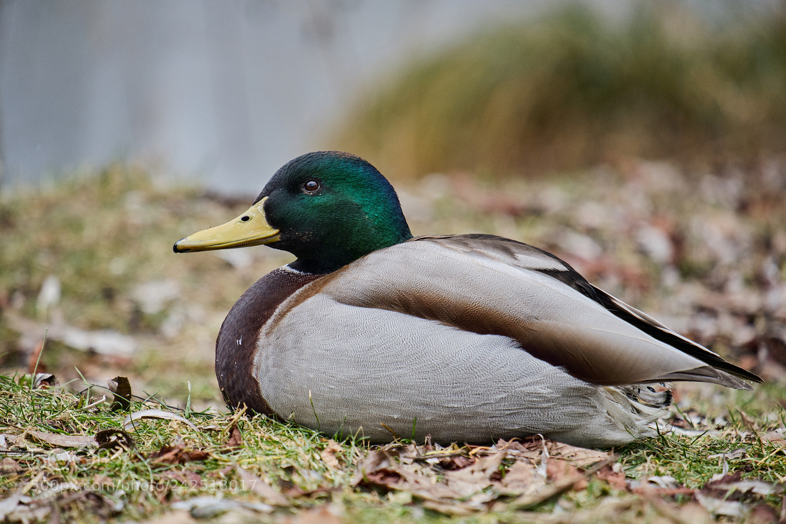 Fujifilm X-T20 sample photo. Sitting duck photography
