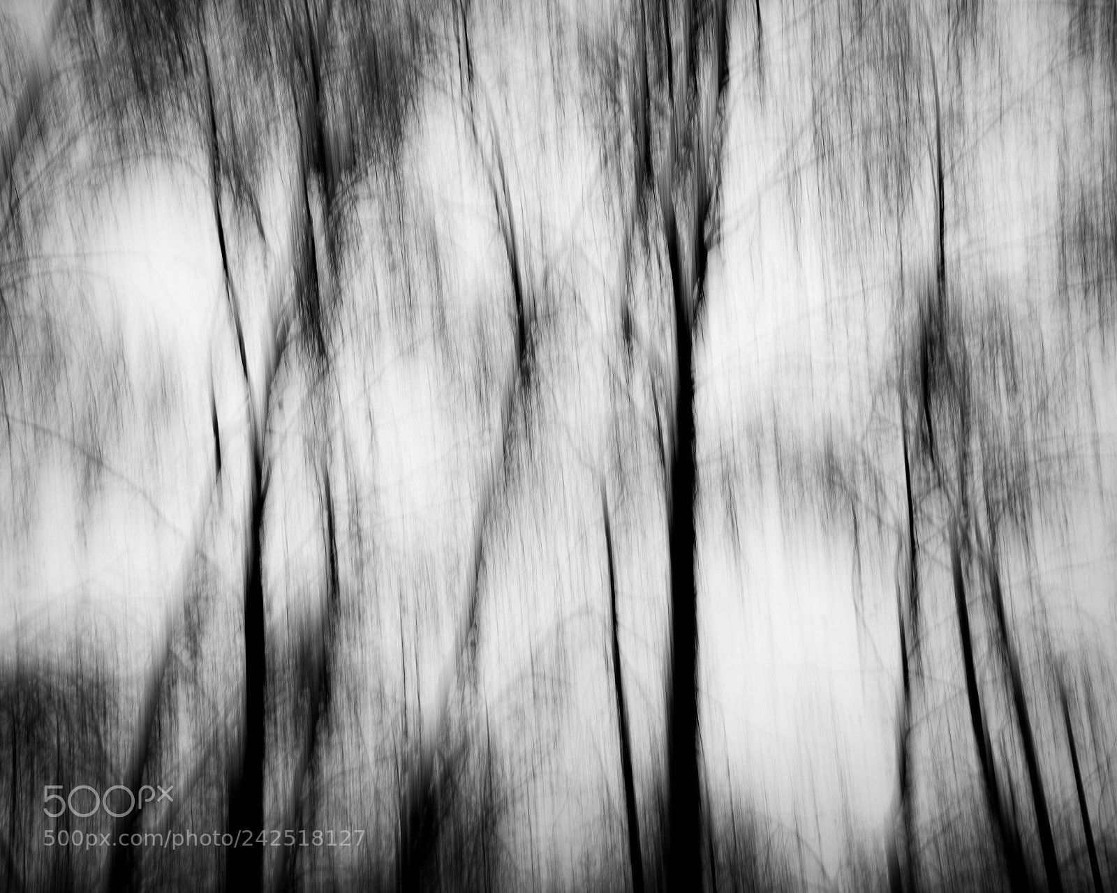 Fujifilm X-T2 sample photo. Silver birch i photography