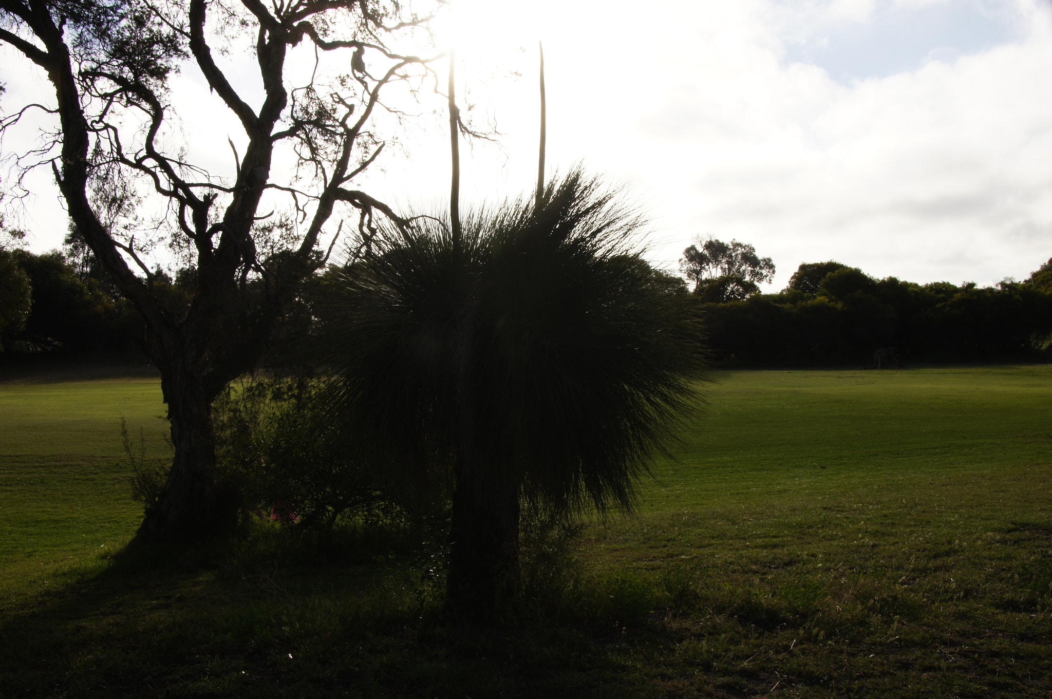 Sony DT 18-250mm F3.5-6.3 sample photo. Blackboy photography