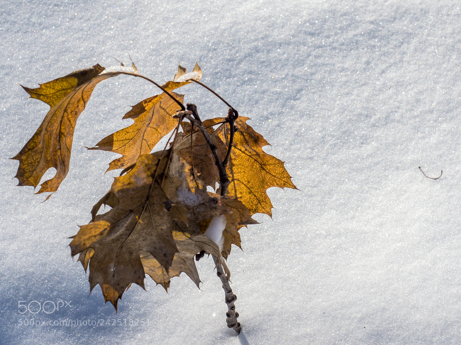 Olympus OM-D E-M1 Mark II sample photo. Leaves on a twig photography