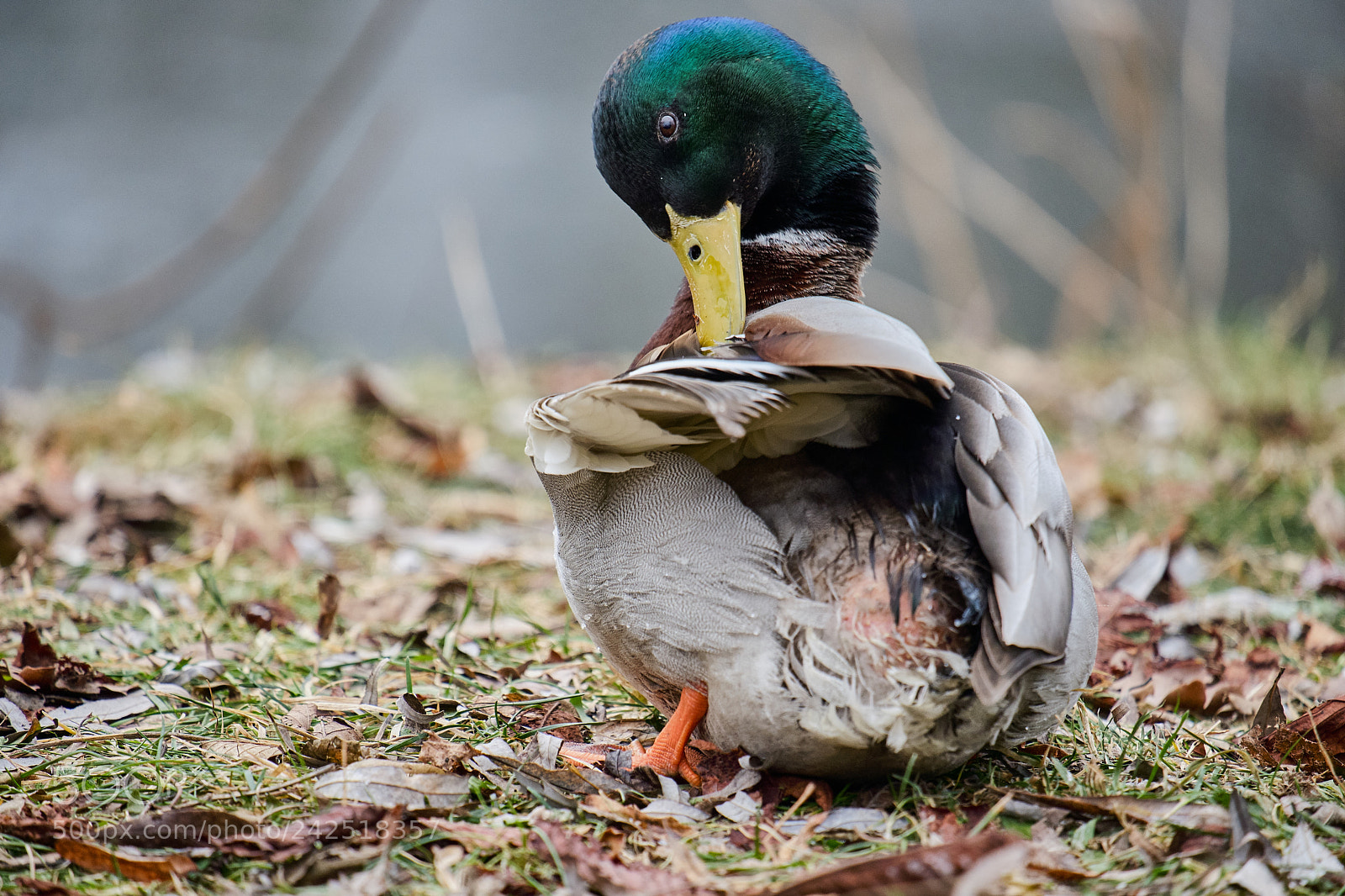 Fujifilm X-T20 sample photo. Duck photography