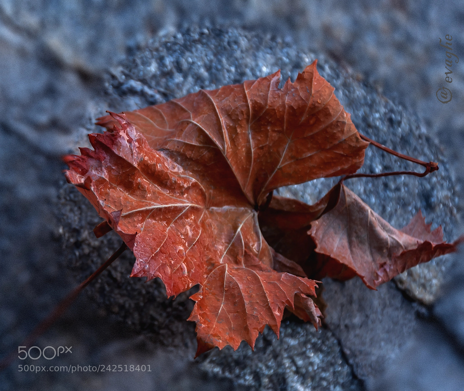Nikon D90 sample photo. Foglie morte photography