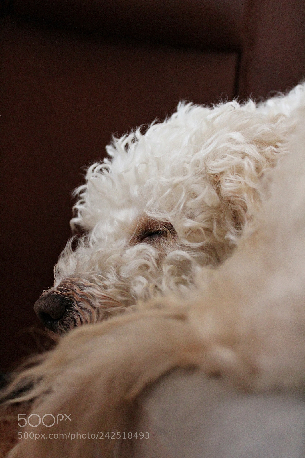 Canon EOS 1300D (EOS Rebel T6 / EOS Kiss X80) sample photo. A sleepy flower photography
