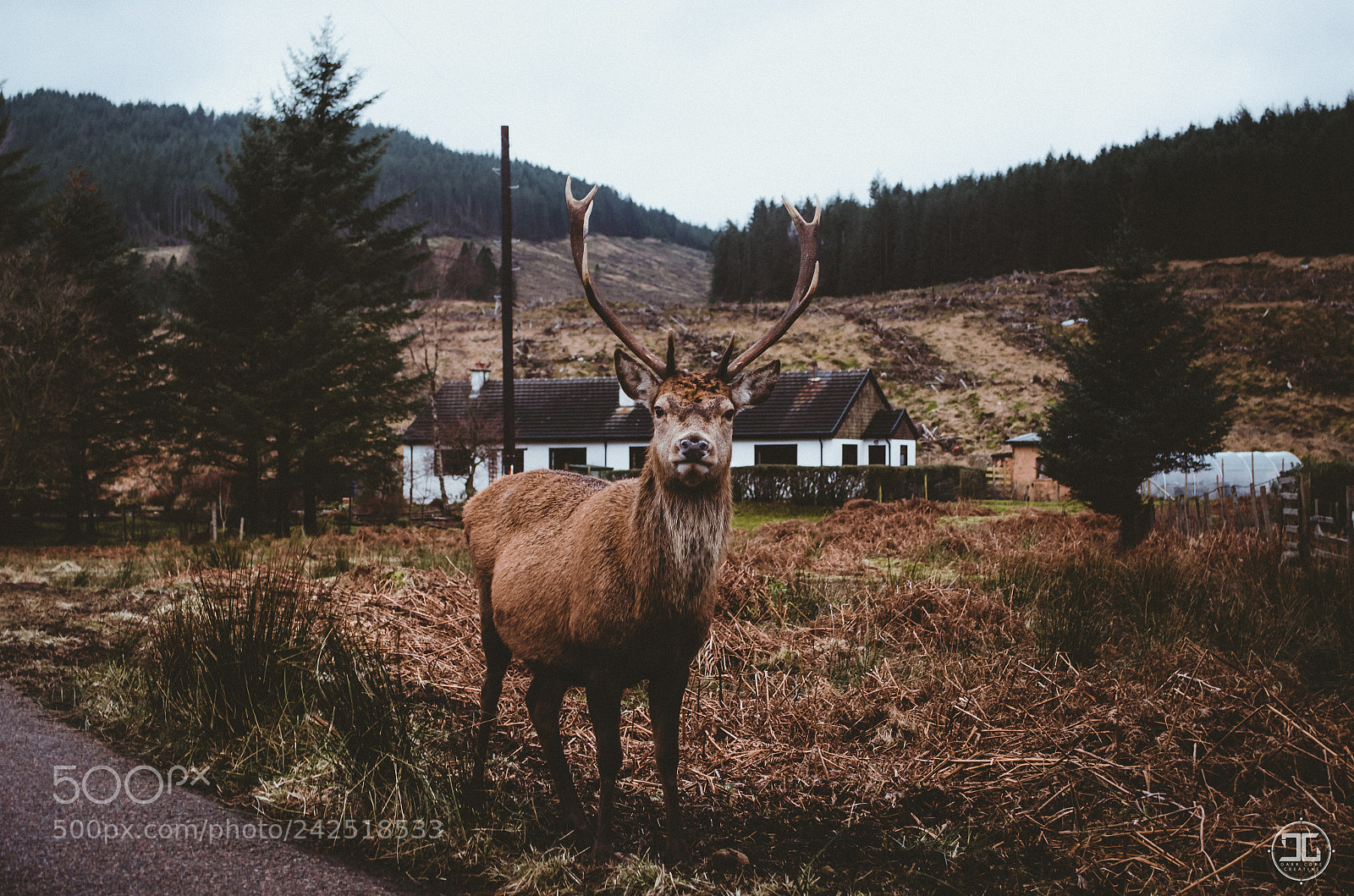 Nikon D5100 sample photo. Glen etive stag & deer photography
