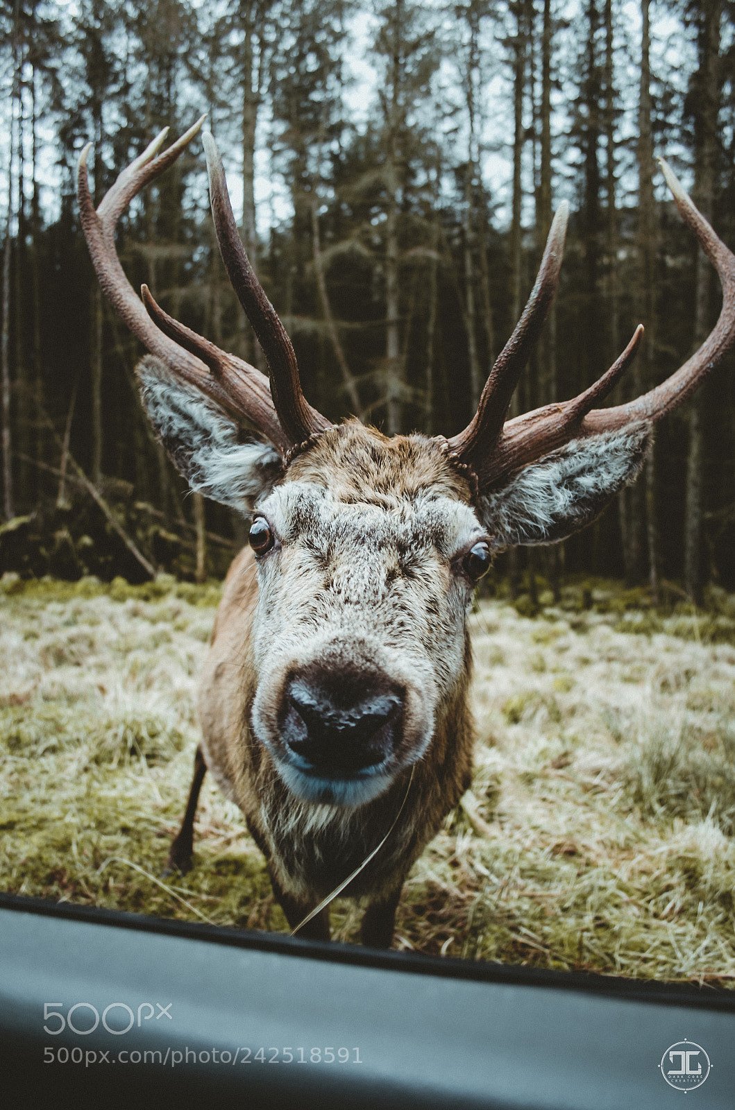 Nikon D5100 sample photo. Glen etive stag & deer photography