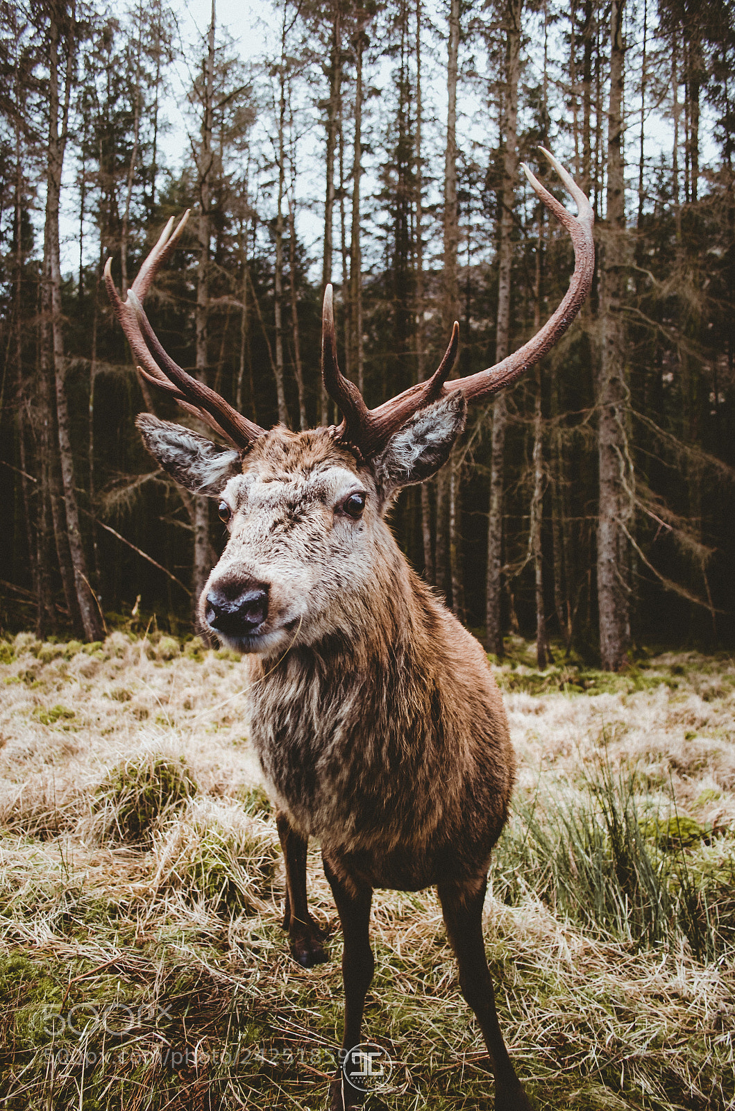 Nikon D5100 sample photo. Glen etive stag & deer photography