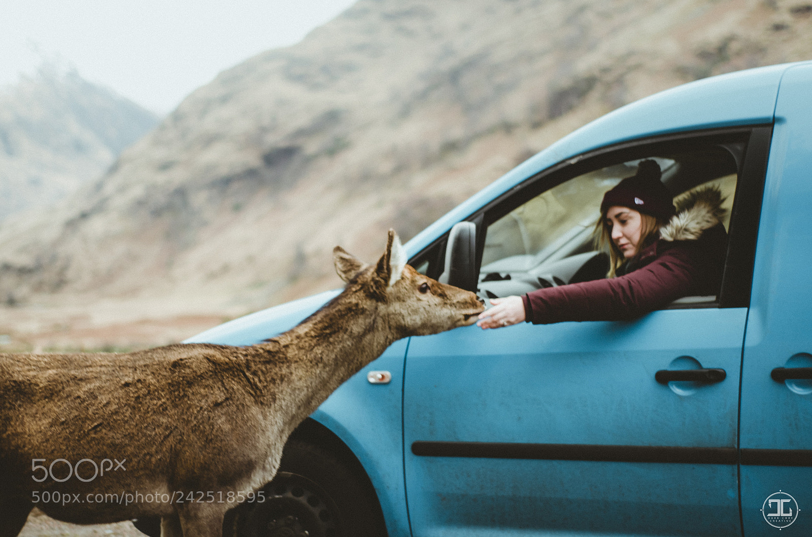 Nikon D5100 sample photo. Glen etive stag & deer photography