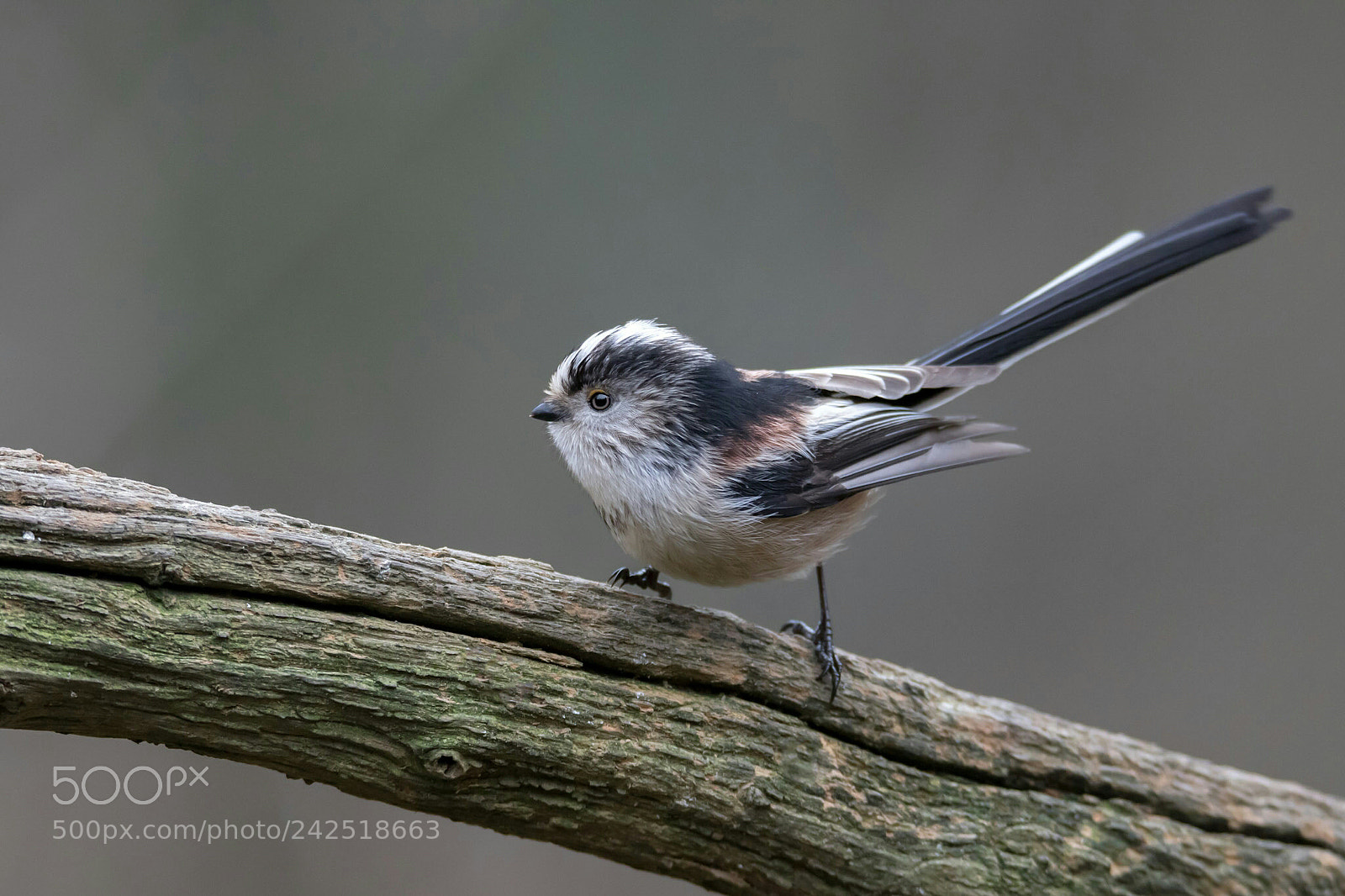 Canon EOS 7D Mark II sample photo. Long-tailed tit photography