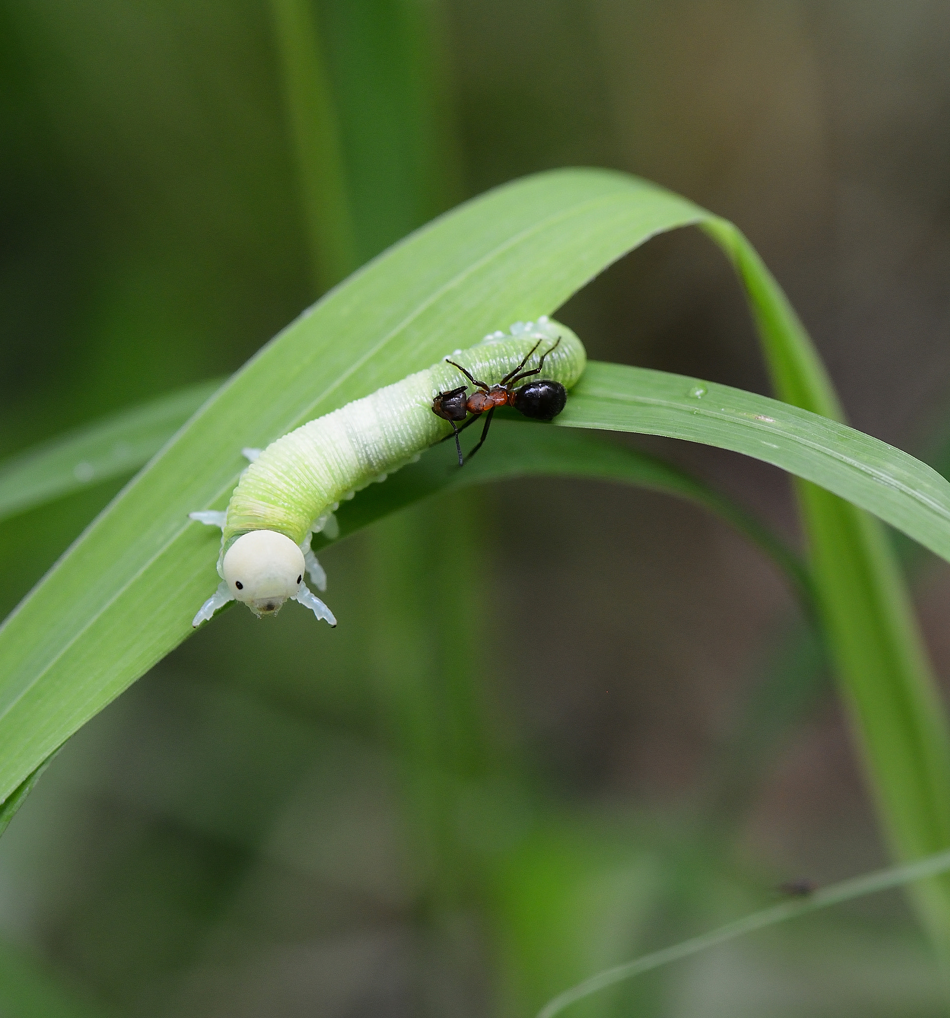 Nikon AF-S Micro-Nikkor 105mm F2.8G IF-ED VR sample photo. Cimbicidae.formicidae photography