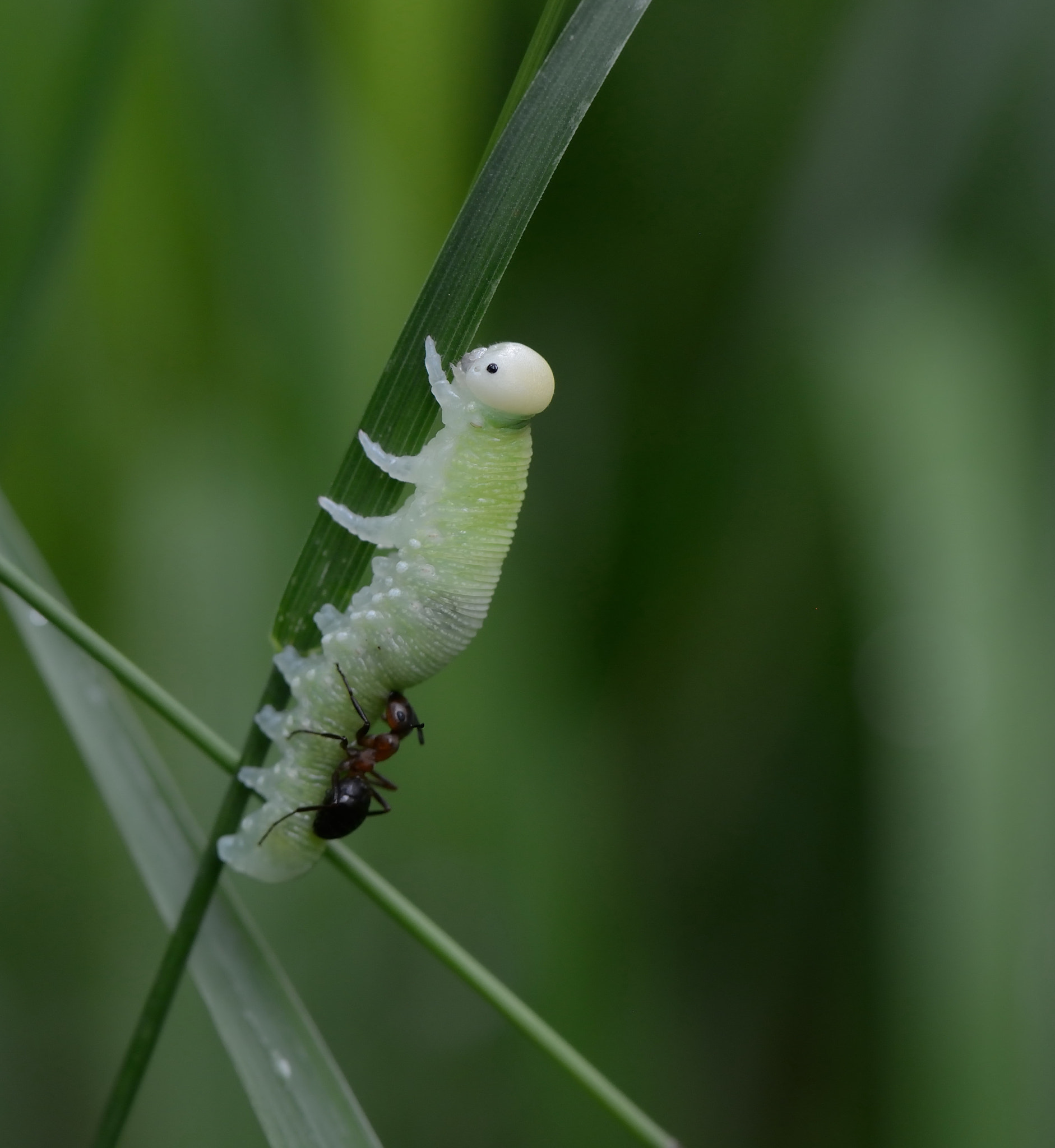 Nikon AF-S Micro-Nikkor 105mm F2.8G IF-ED VR sample photo. Cimbicidae.formicidae photography