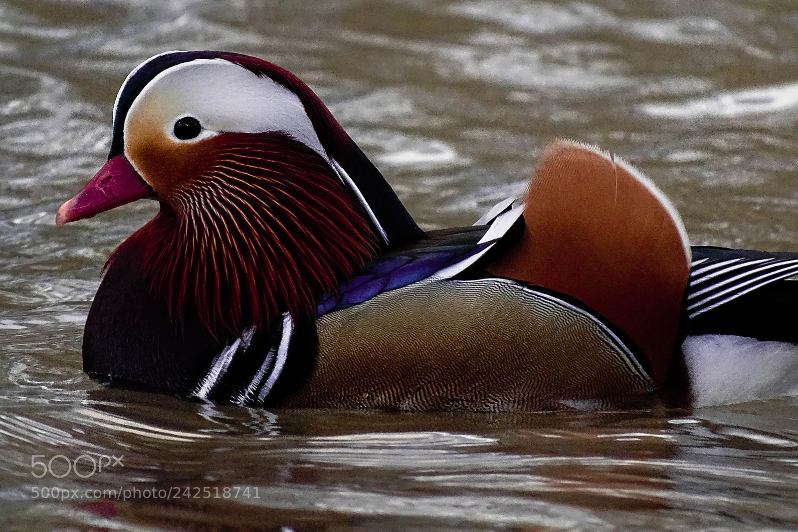 Sony Cyber-shot DSC-HX400V sample photo. Color feather photography