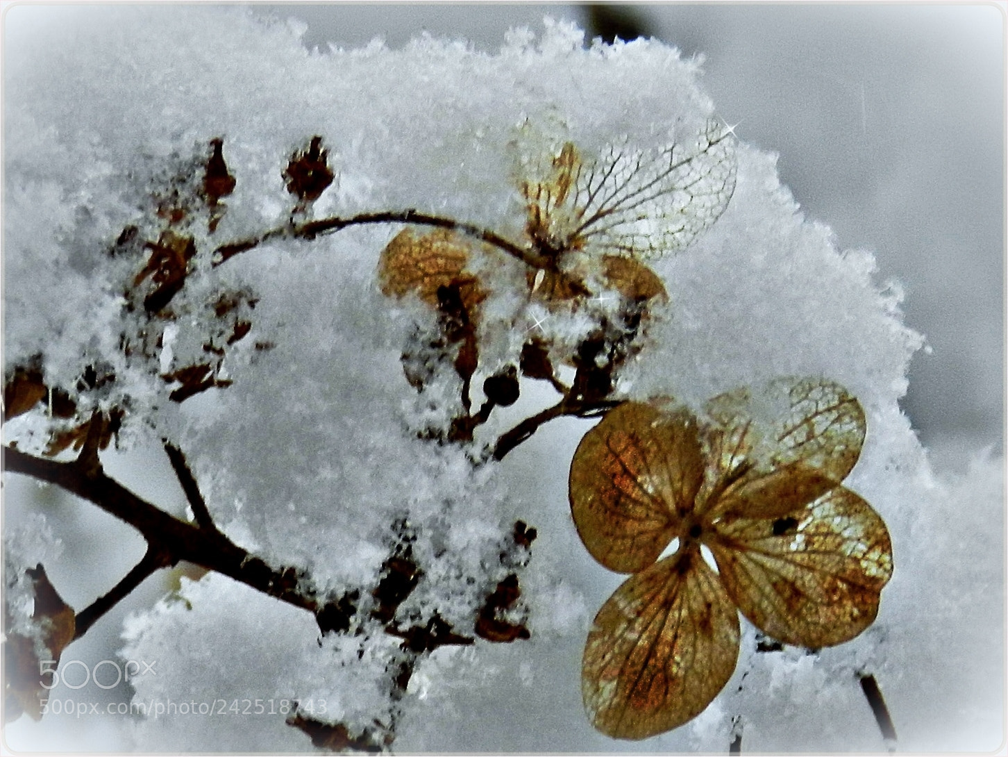 Nikon Coolpix P500 sample photo. Filigran winter beauty photography