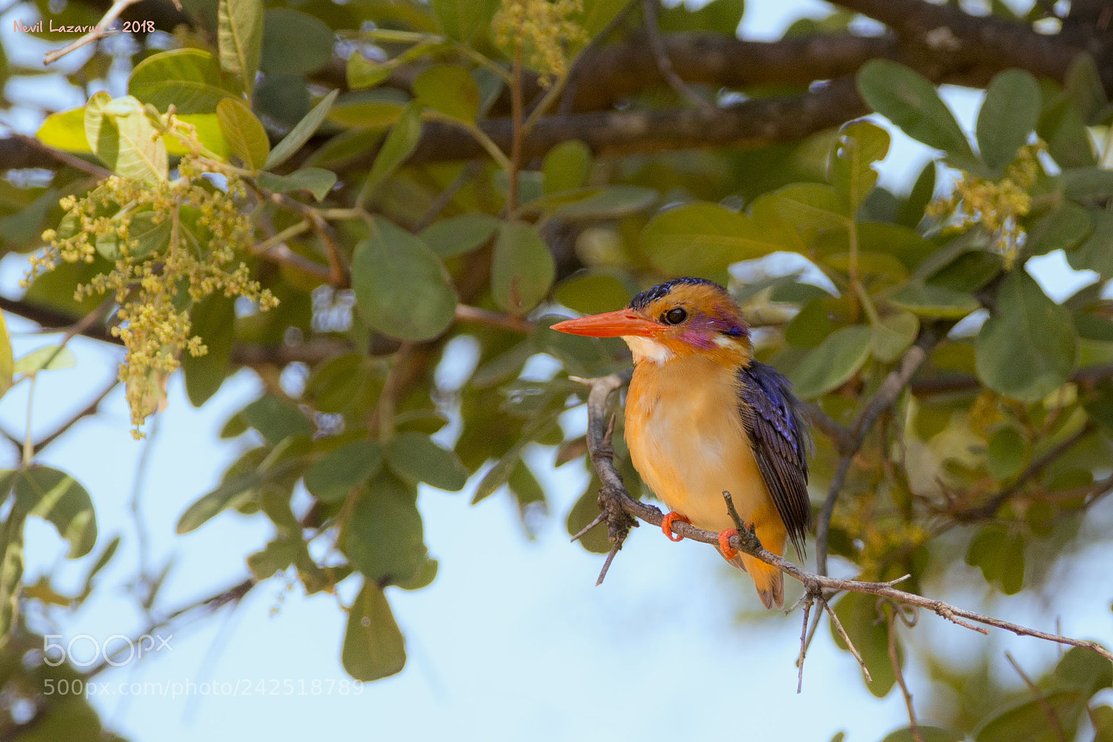 Canon EOS-1D X sample photo. African pygmy kingfisher photography