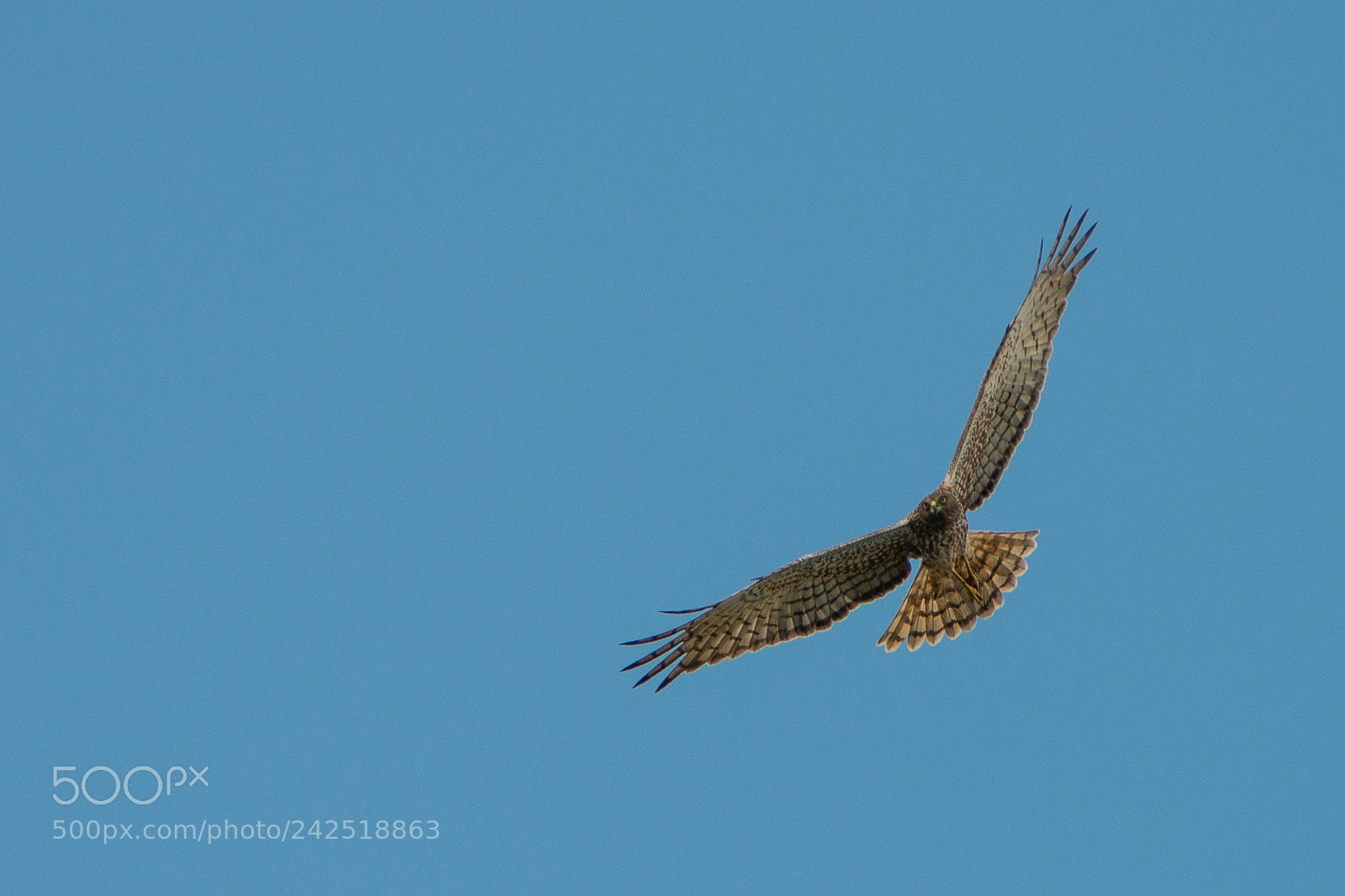 Nikon D800E sample photo. Busard de gould circus photography