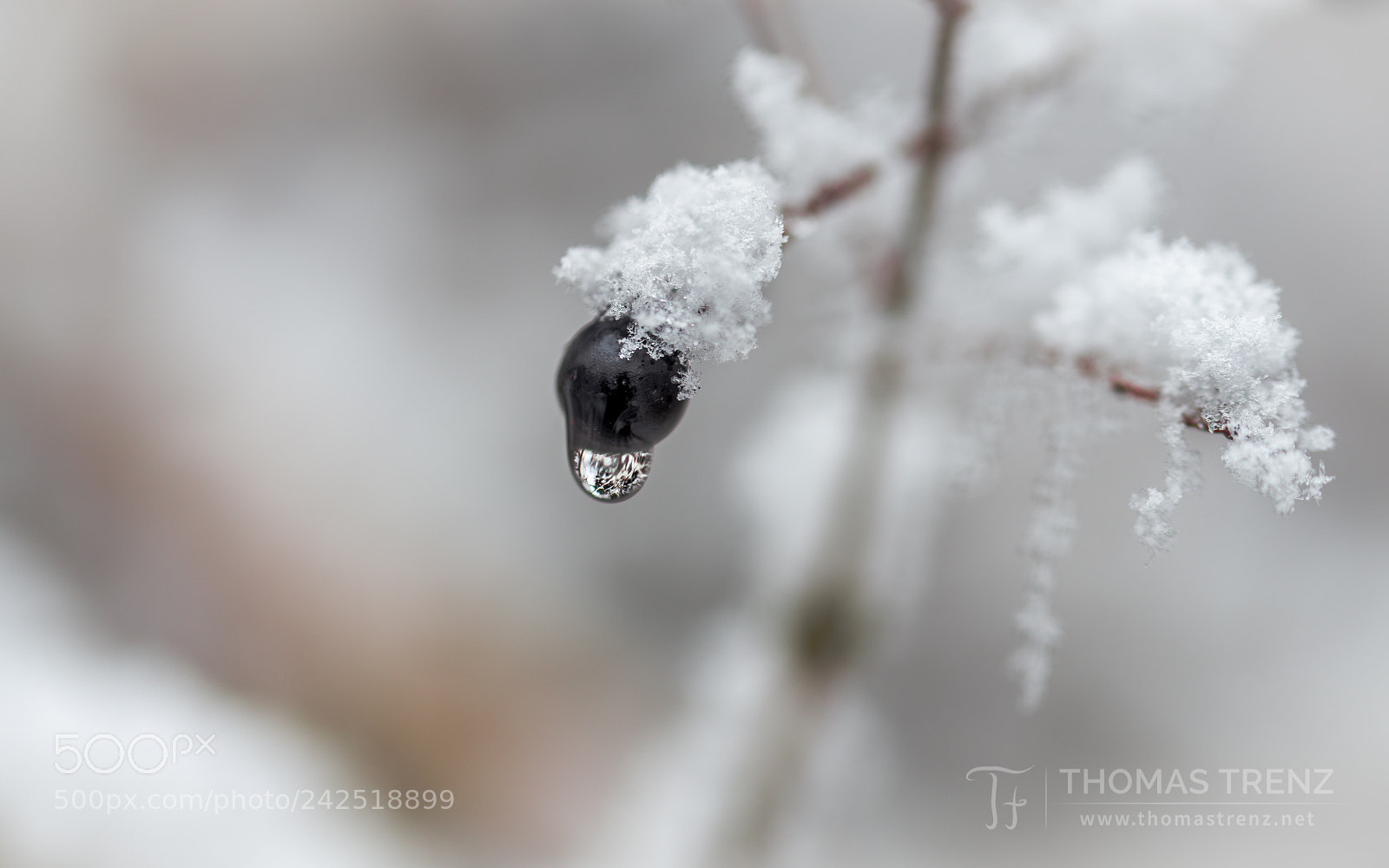 Nikon D600 sample photo. Winter berry photography