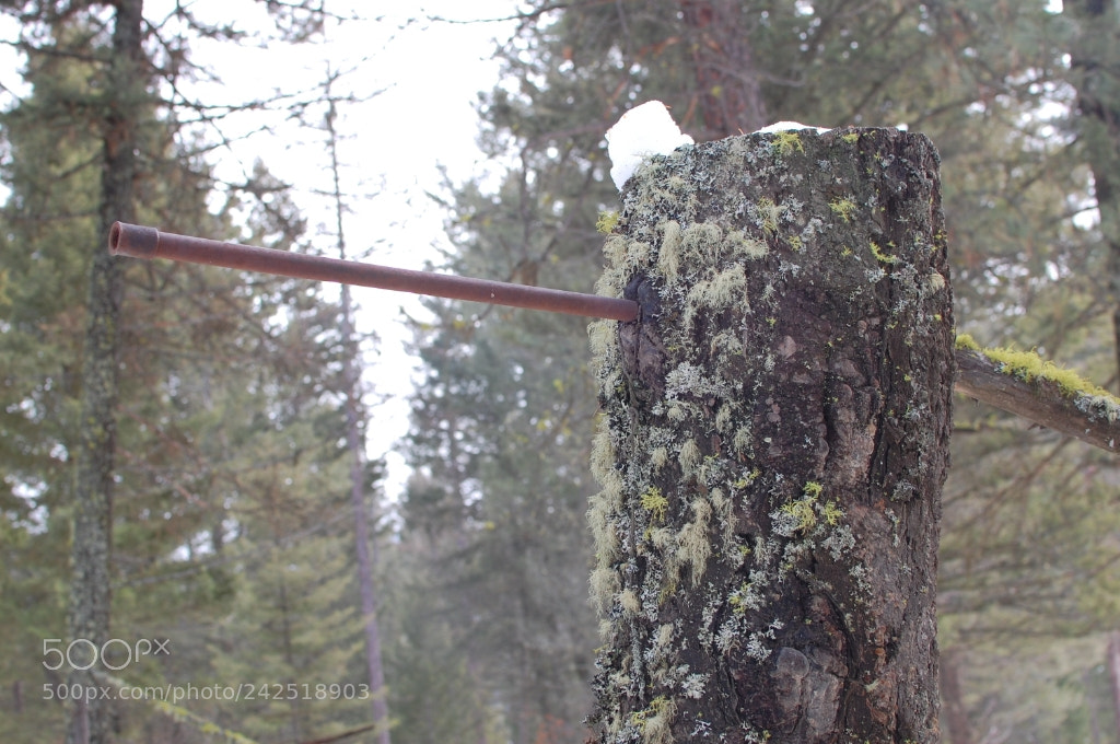 Nikon D40 sample photo. Wesley pipes photography