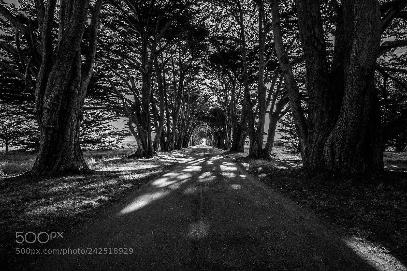 Nikon D7500 sample photo. Cypress tree tunnel photography