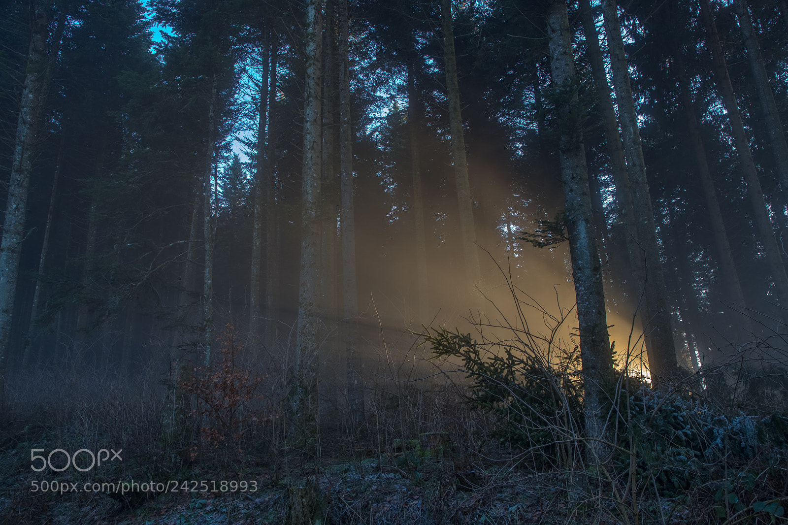 Canon EOS 6D Mark II sample photo. Sunbeam photography