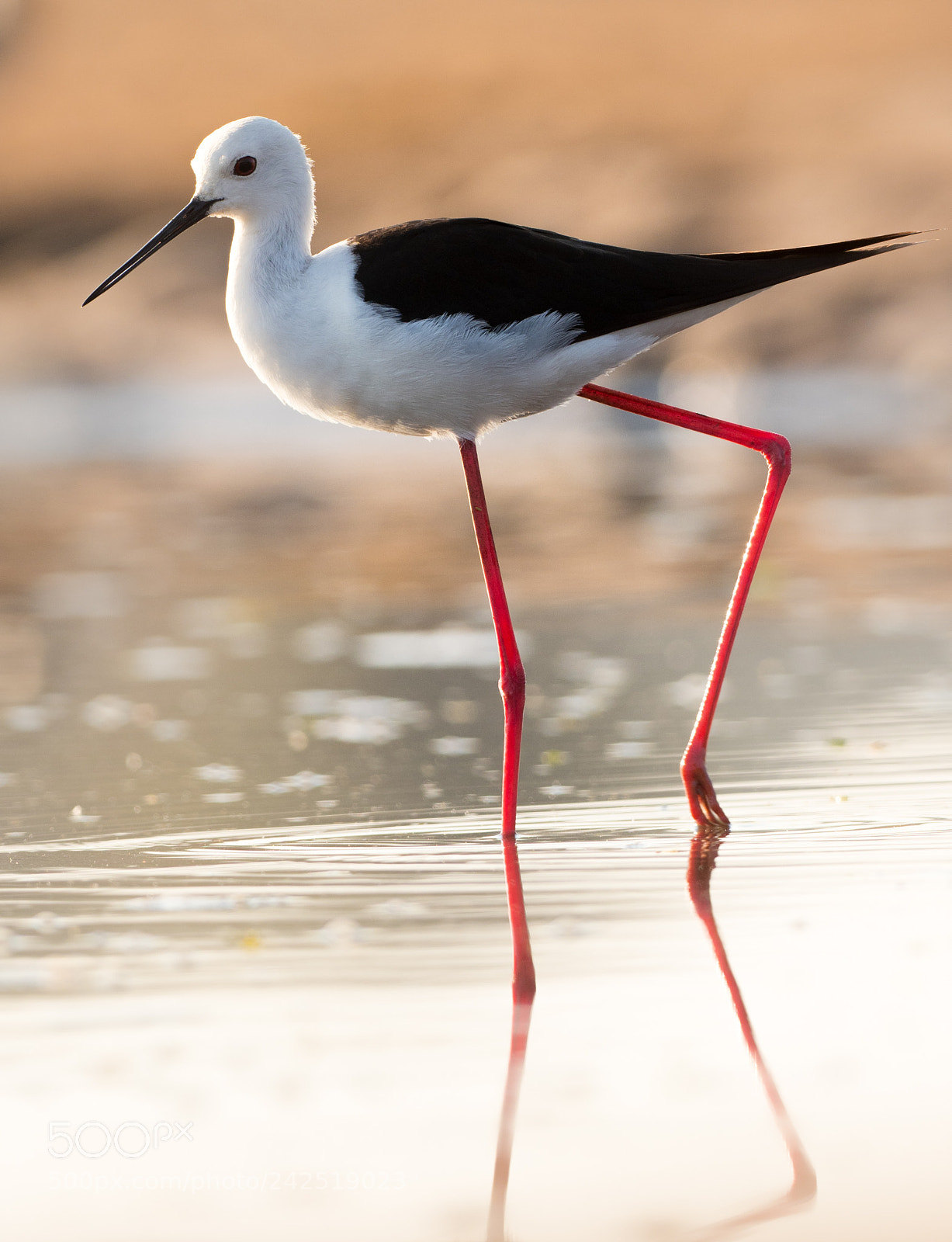 Olympus OM-D E-M1 Mark II sample photo. African stilt photography