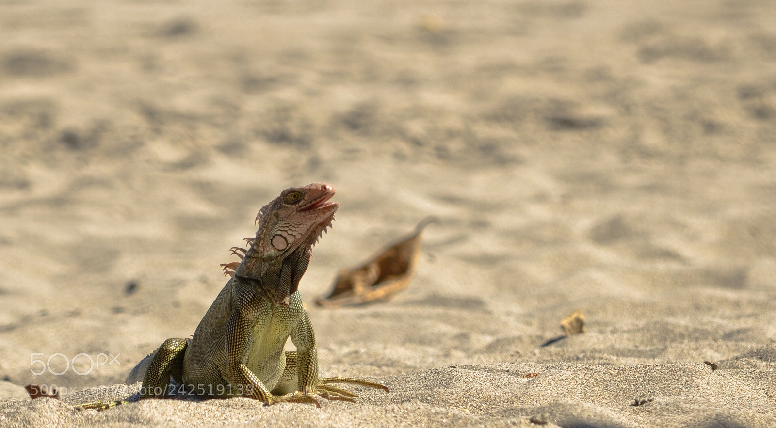 Nikon D5100 sample photo. Untitled photography