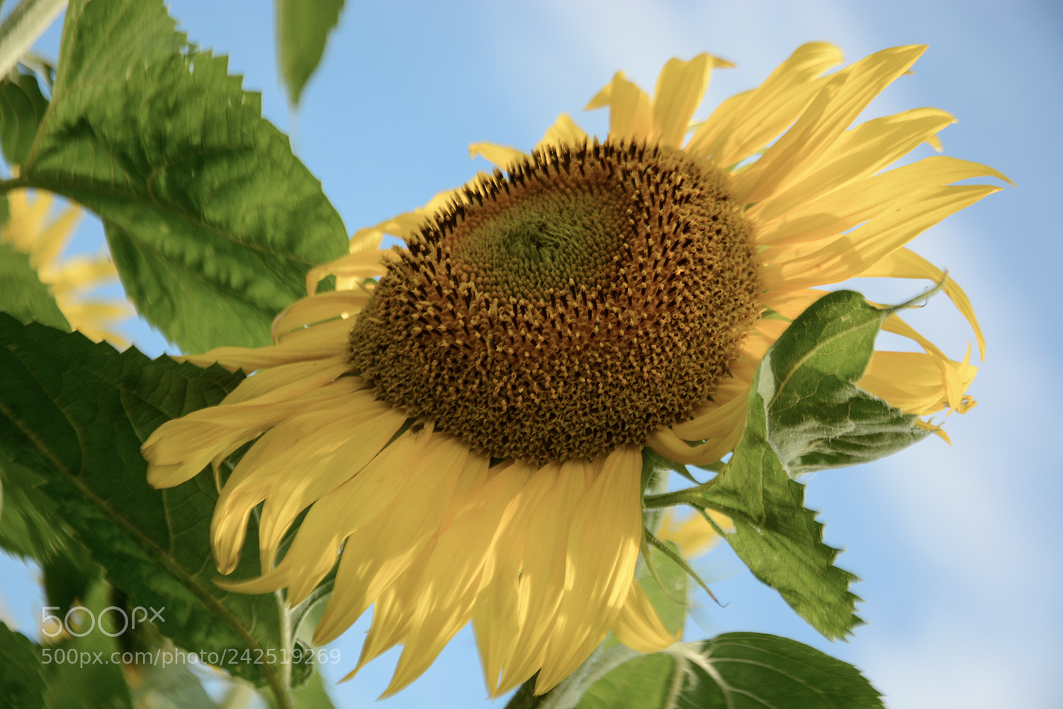 Nikon D7100 sample photo. Подсолнухи... подсолнухи...От солнышка привет! photography