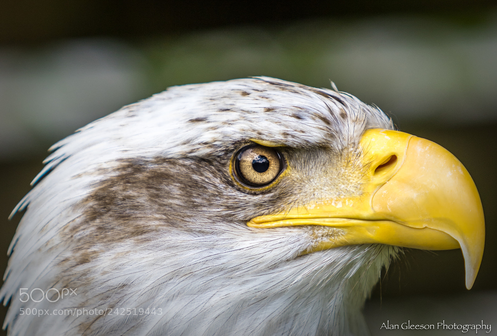 Canon EOS 7D Mark II sample photo. American bald eagle photography