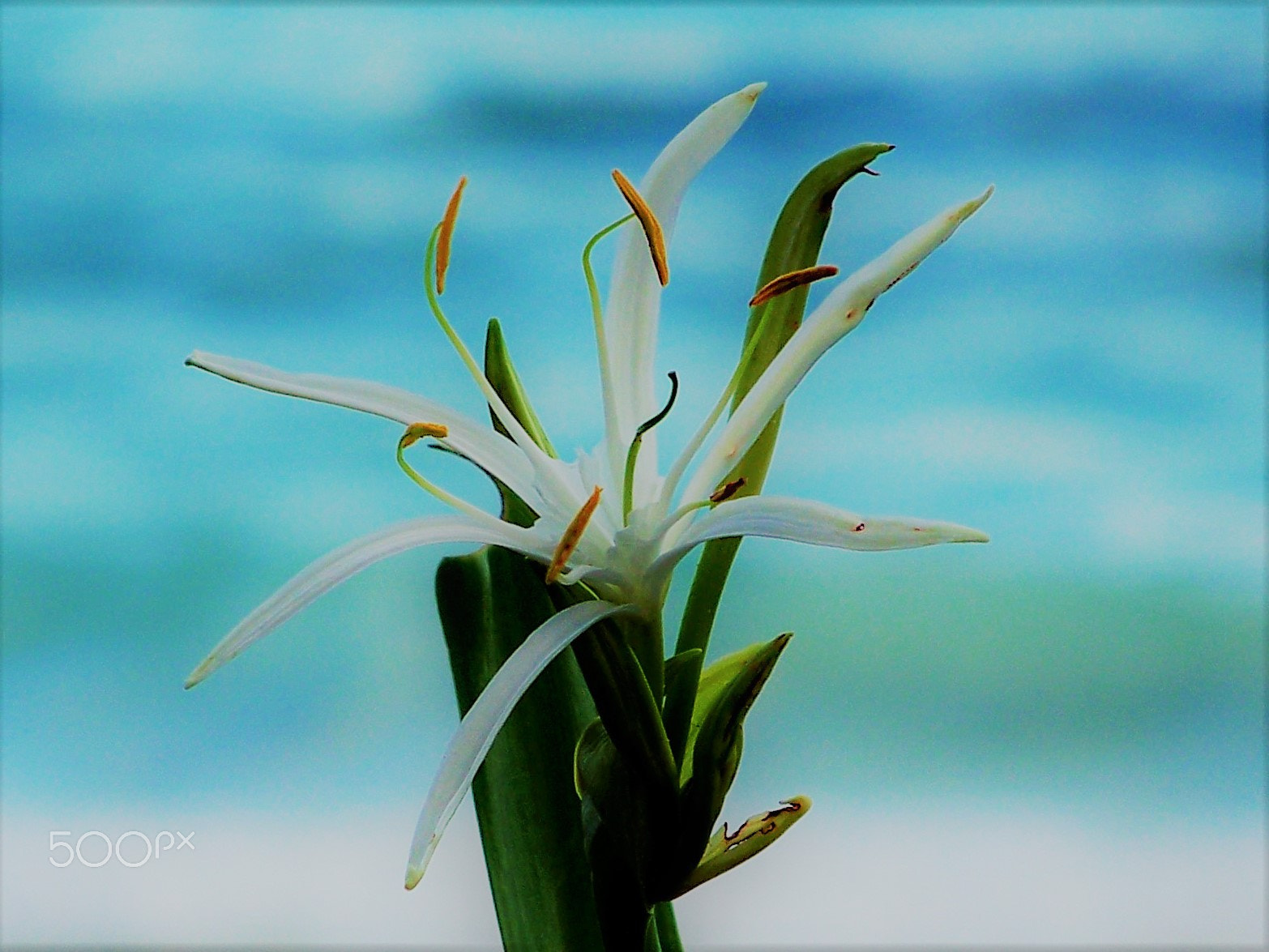 Kodak Z712 IS ZOOM DIGITAL CAMERA sample photo. Edited seaside bloom photography