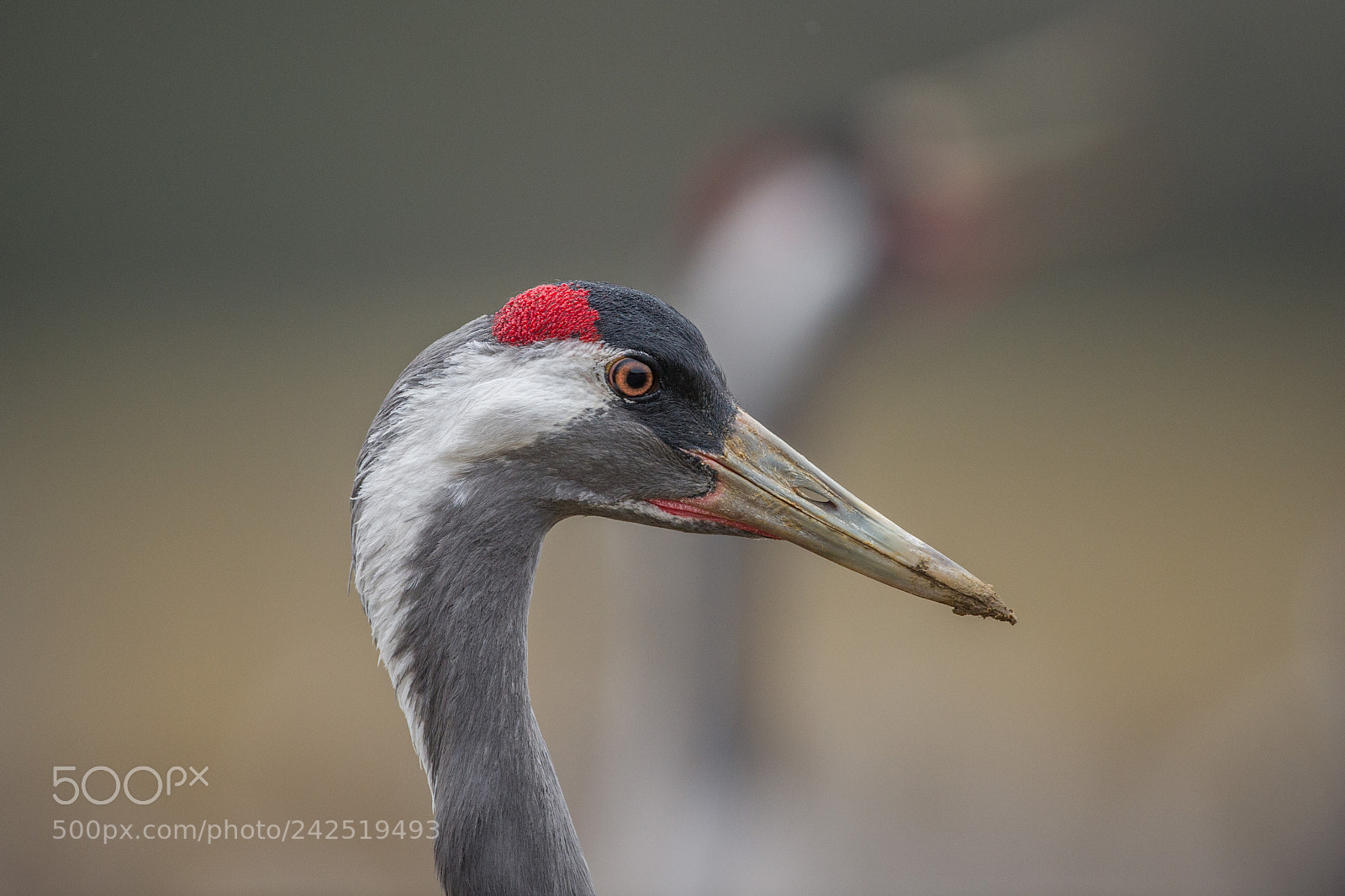 Nikon D3S sample photo. Grue cendr e grus photography
