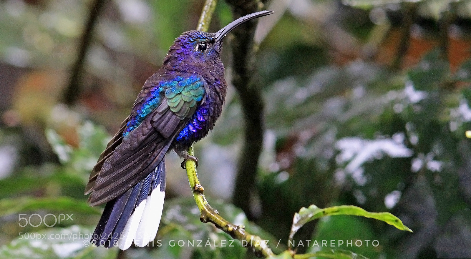 Canon EOS 60D sample photo. Violet sabrewing photography