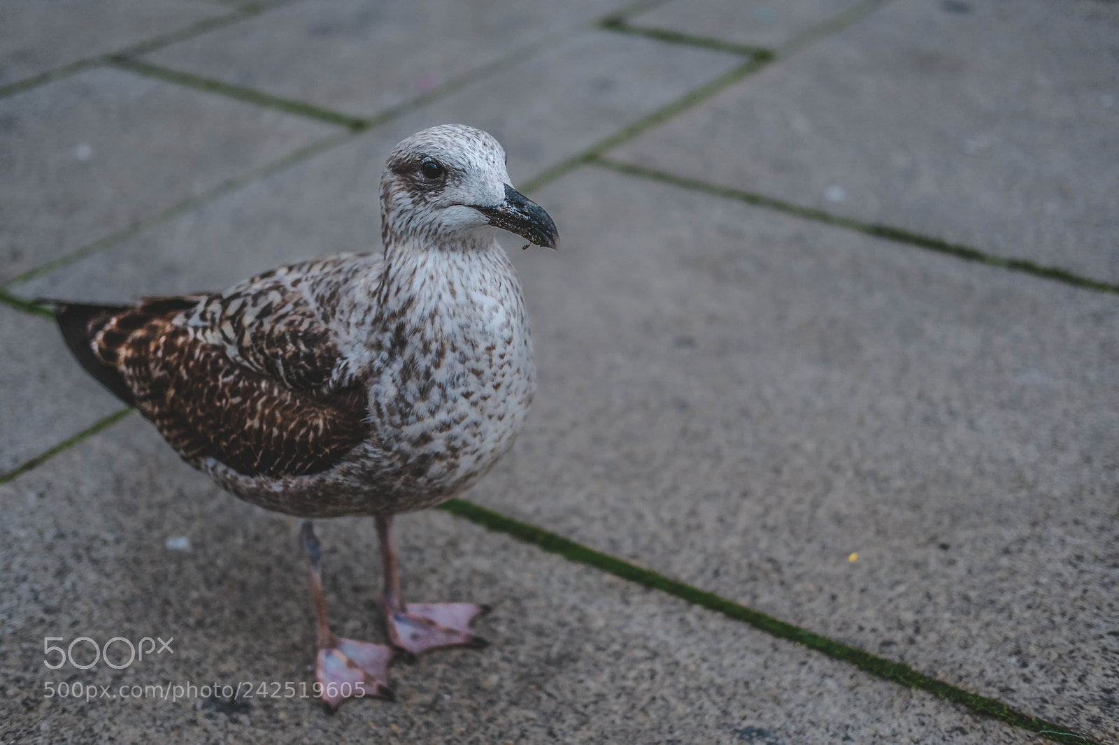 Fujifilm X-T20 sample photo. Locking for food photography