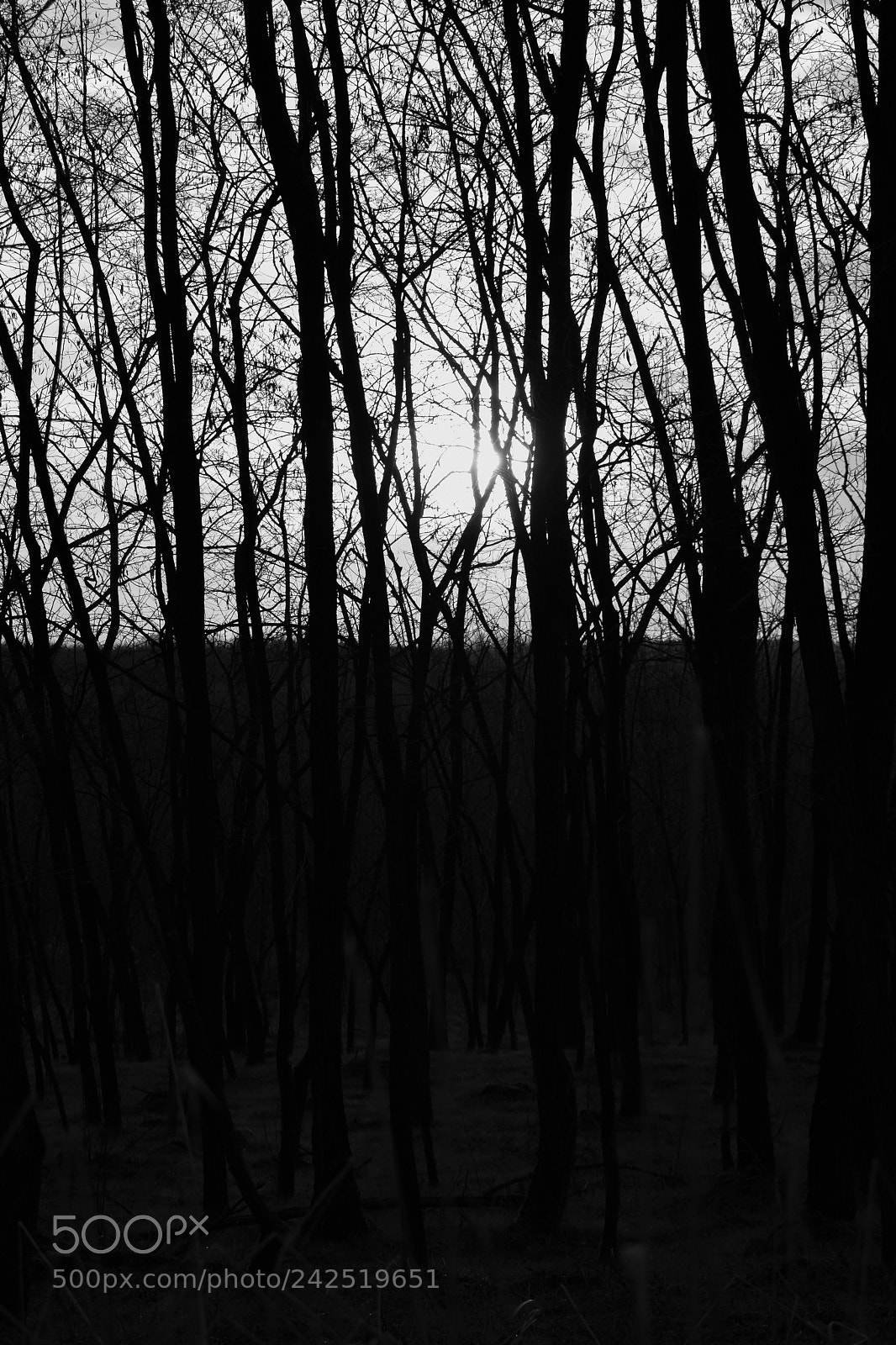 Nikon D3400 sample photo. B&w photography