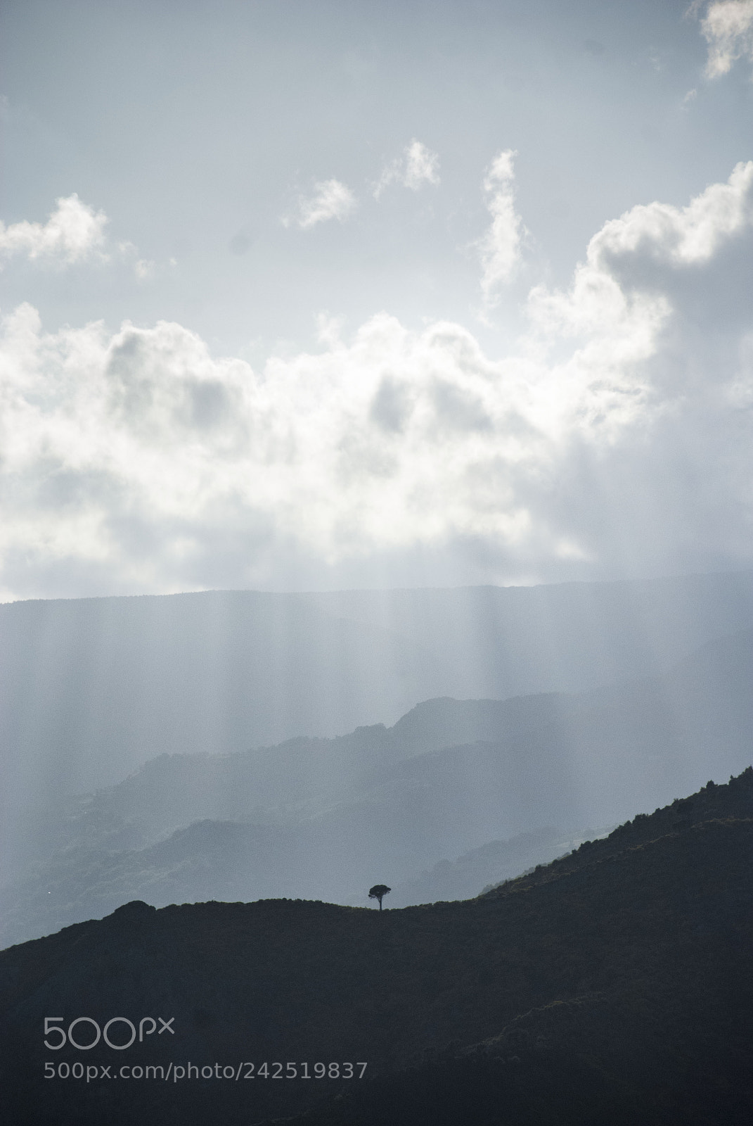 Nikon D80 sample photo. A little tree reaching photography