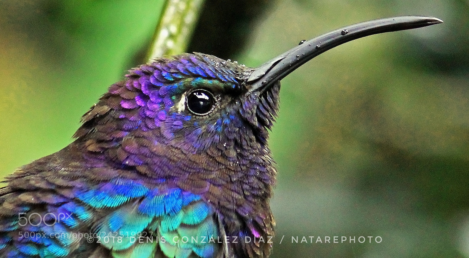 Canon EOS 60D sample photo. Violet sabrewing photography