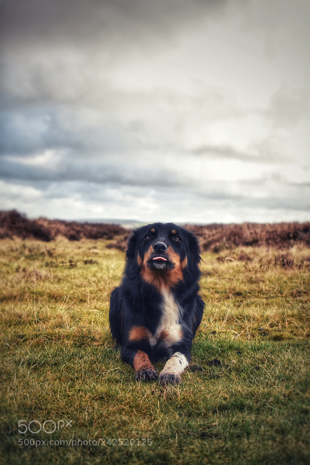 Nikon D5600 sample photo. Midget the sheepdog blowing photography