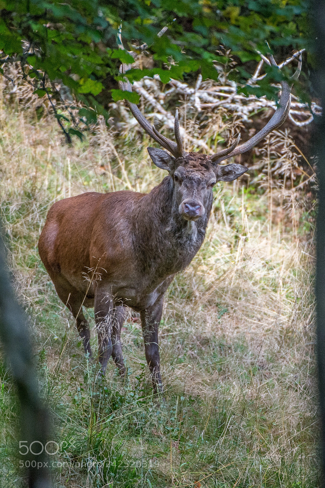 Nikon D4 sample photo. Cerf élaphe (cervus elaphus) photography